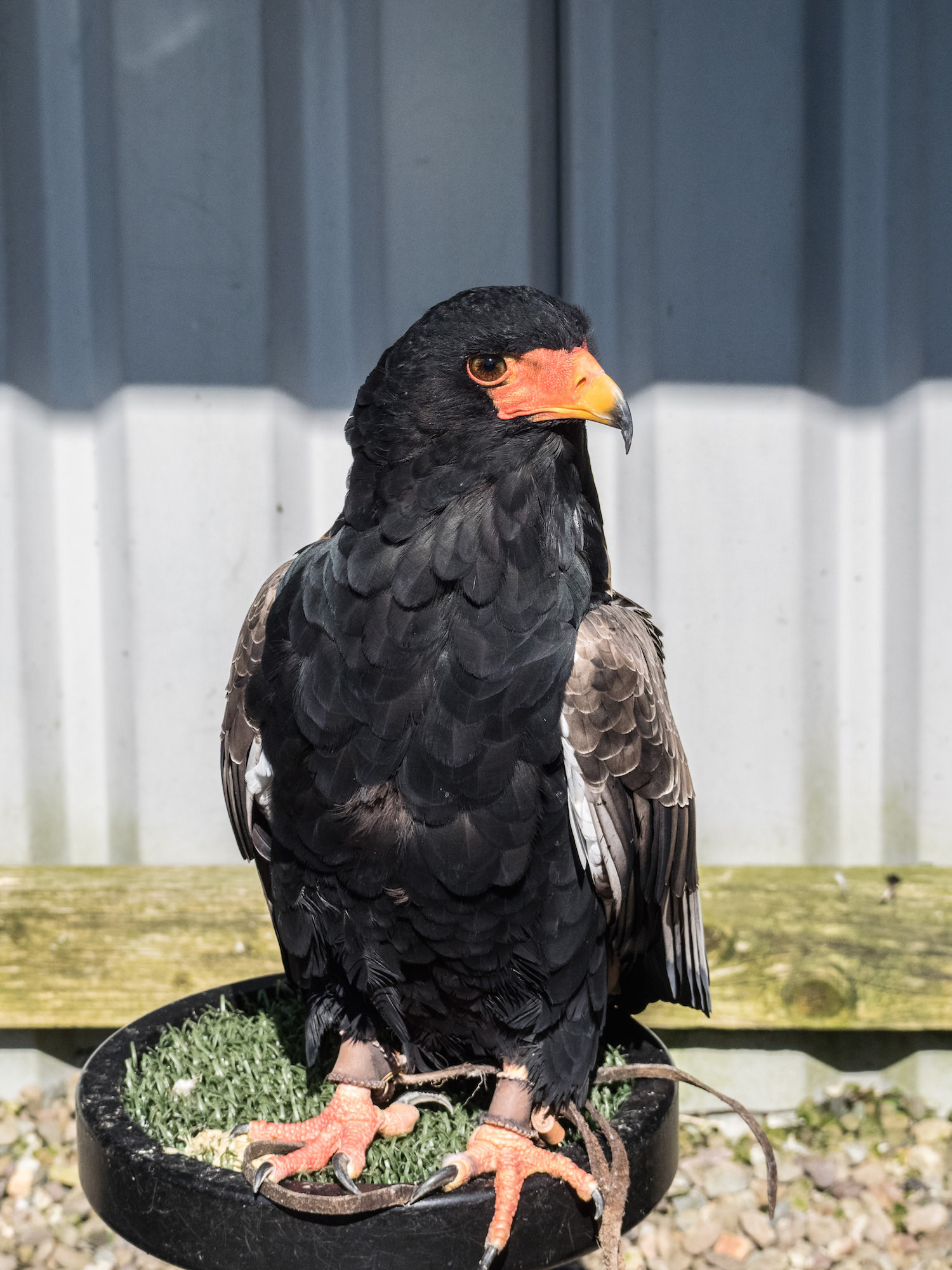 Bateleur Eagle