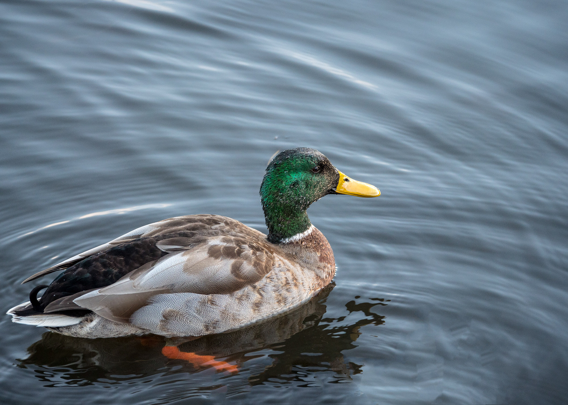 Male Mallard