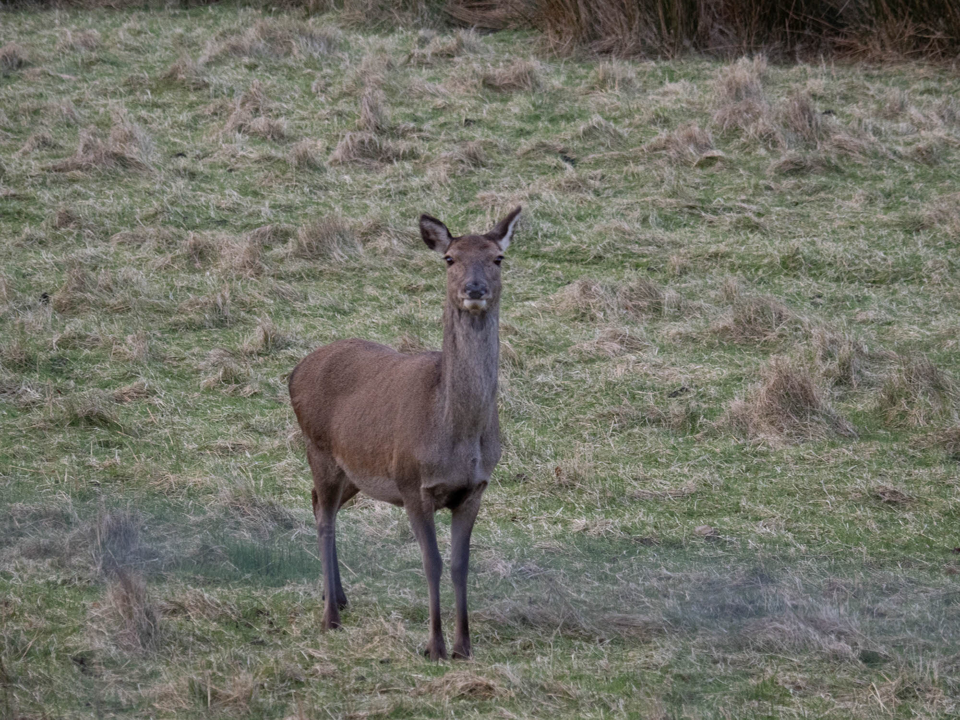 Red deer hind, Isle of Arran
