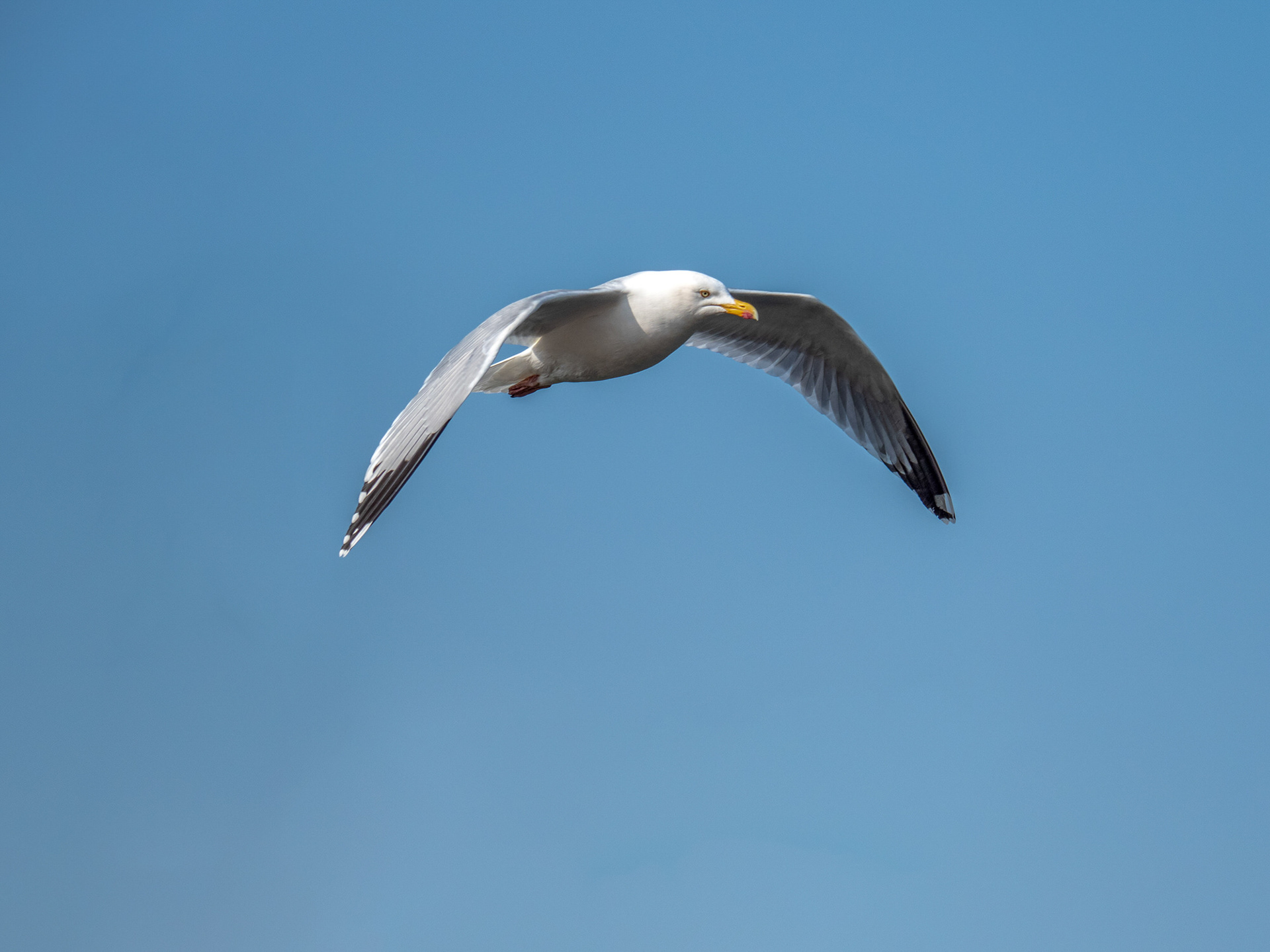 Herring Gull