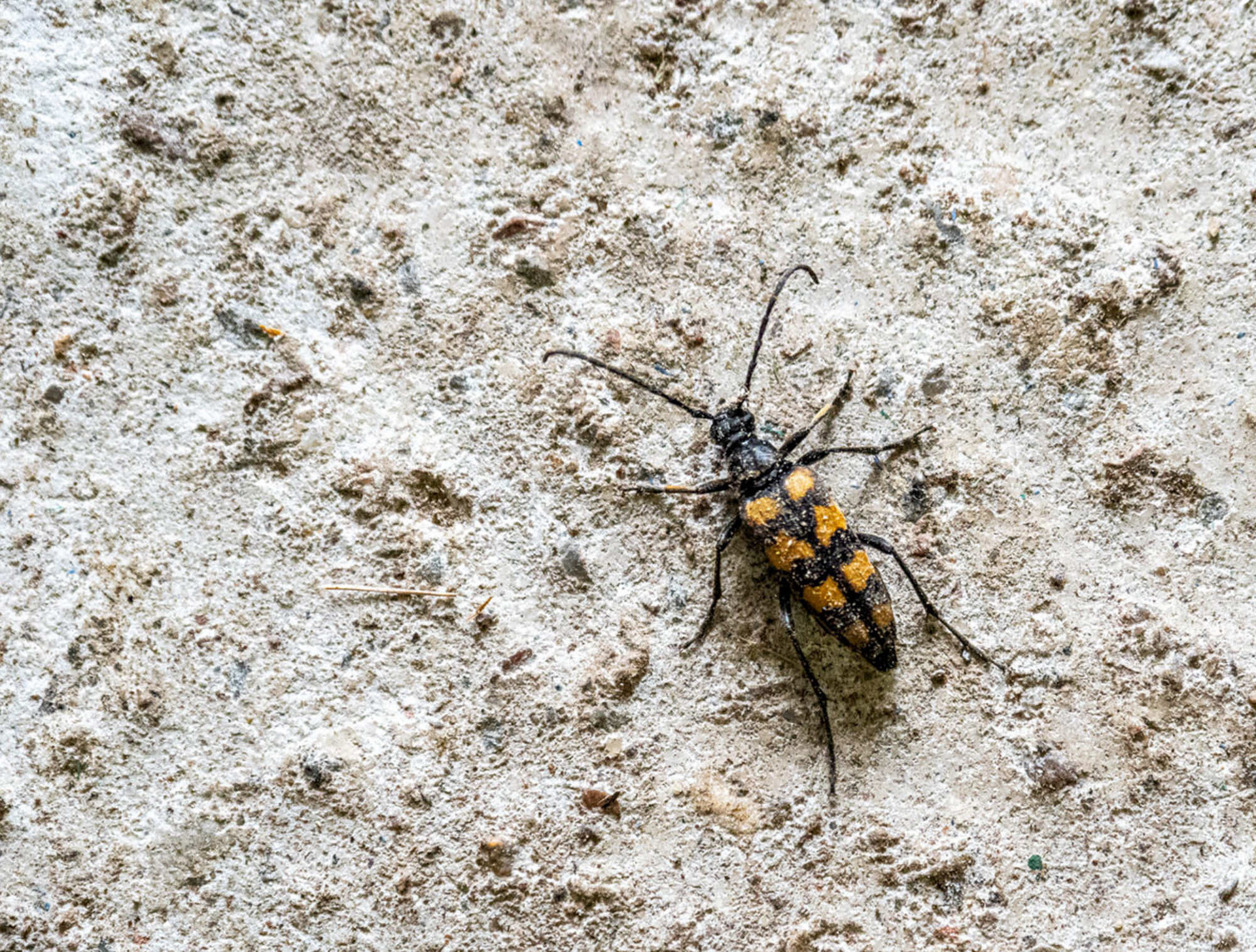Four Banded Longhorn Beetle