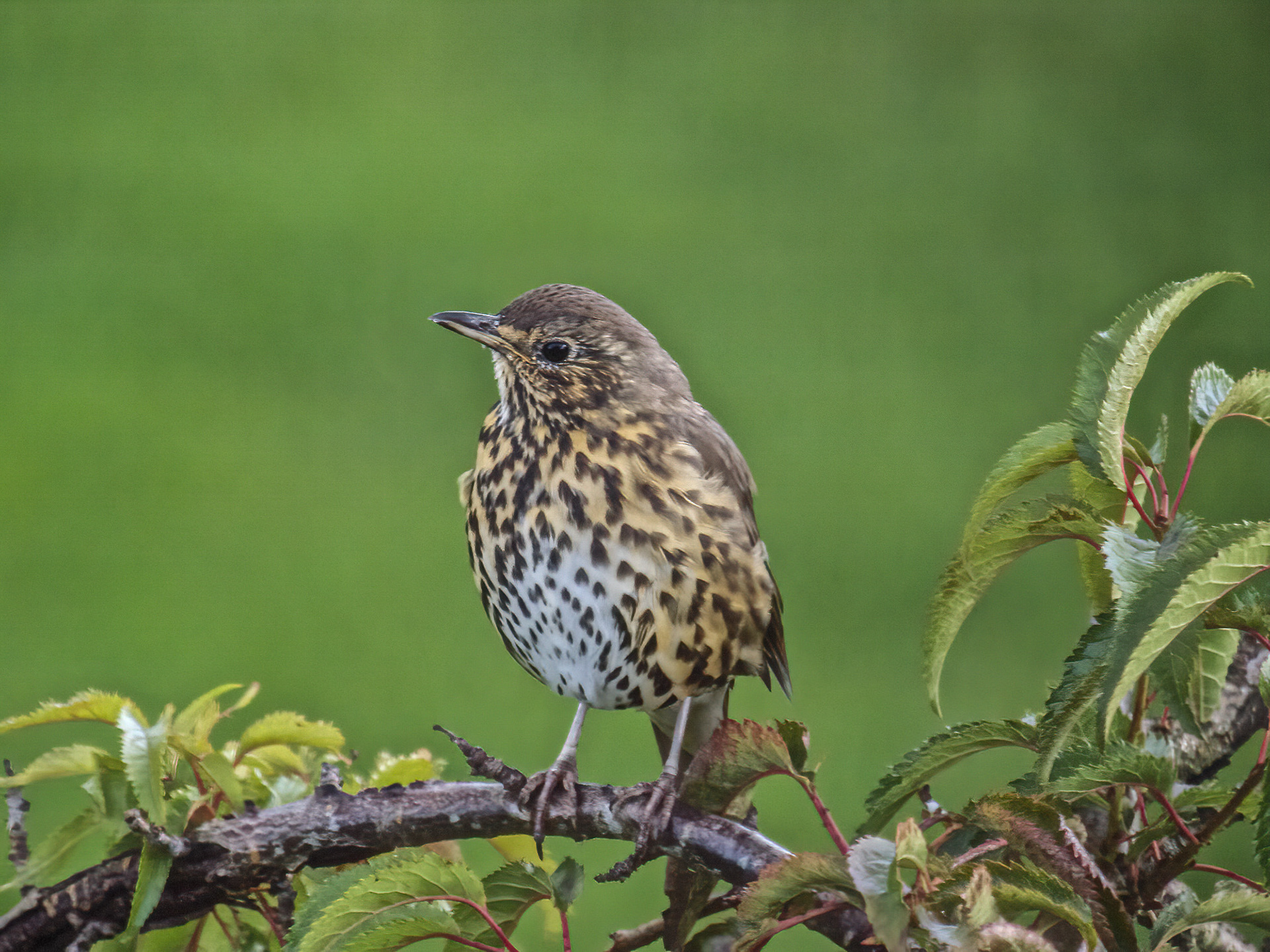 Song Thrush