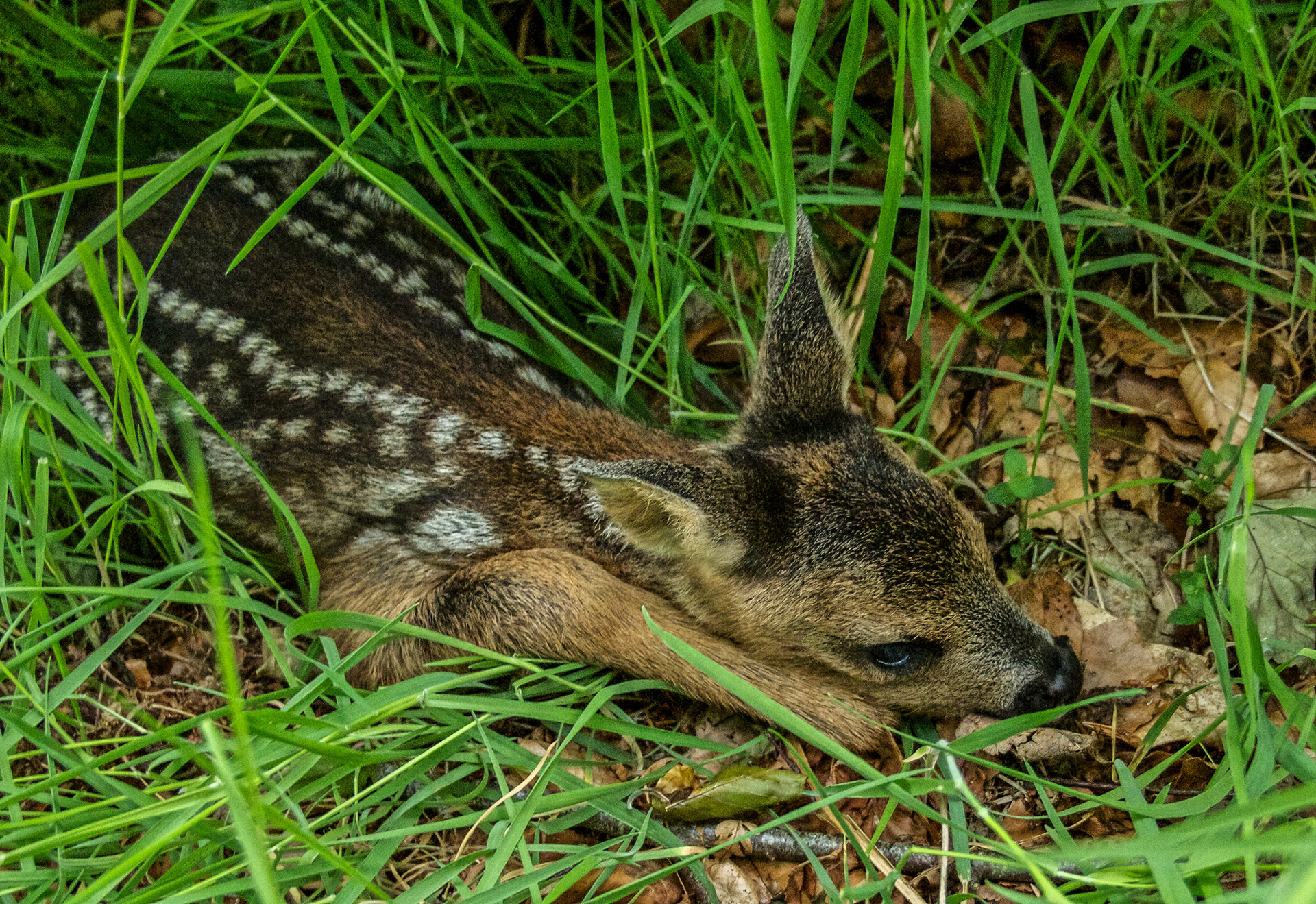 Baby Roe Deer
