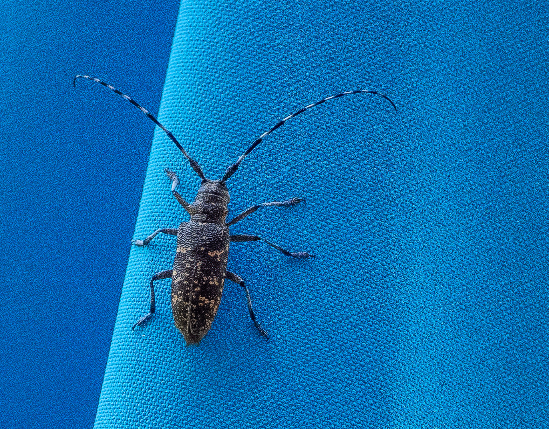 Asian Longhorned Beetle