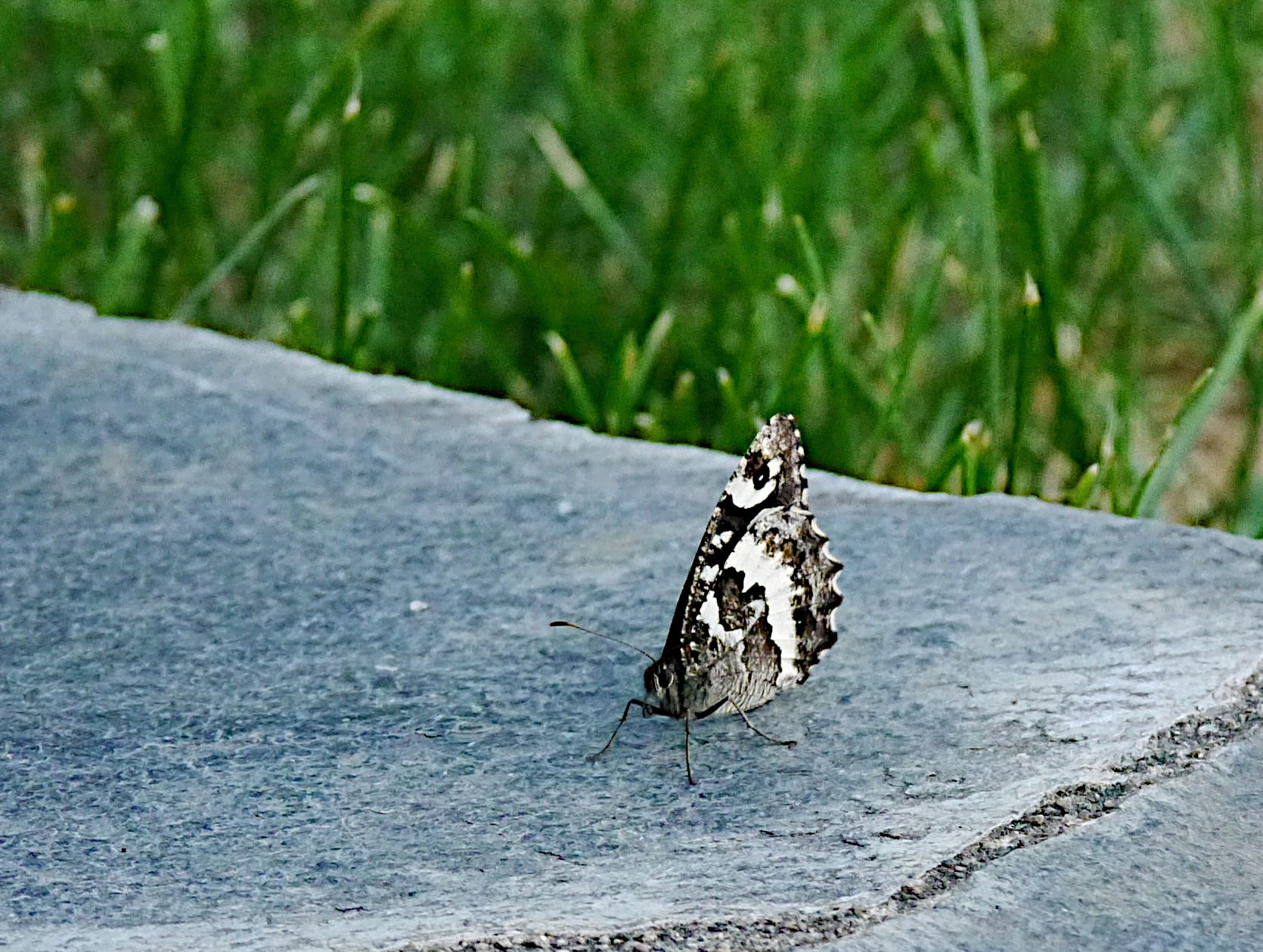 Marbled White Butterfly?