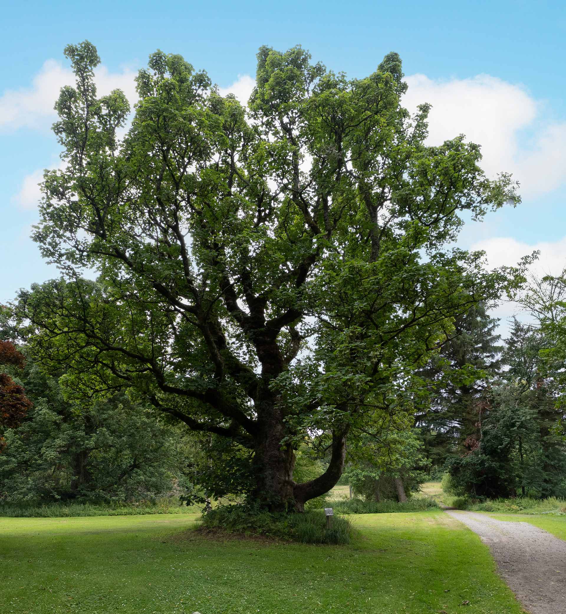 The Dule Tree at Leith Hall, Aberdeenshire, used as a gallows in days gone bye