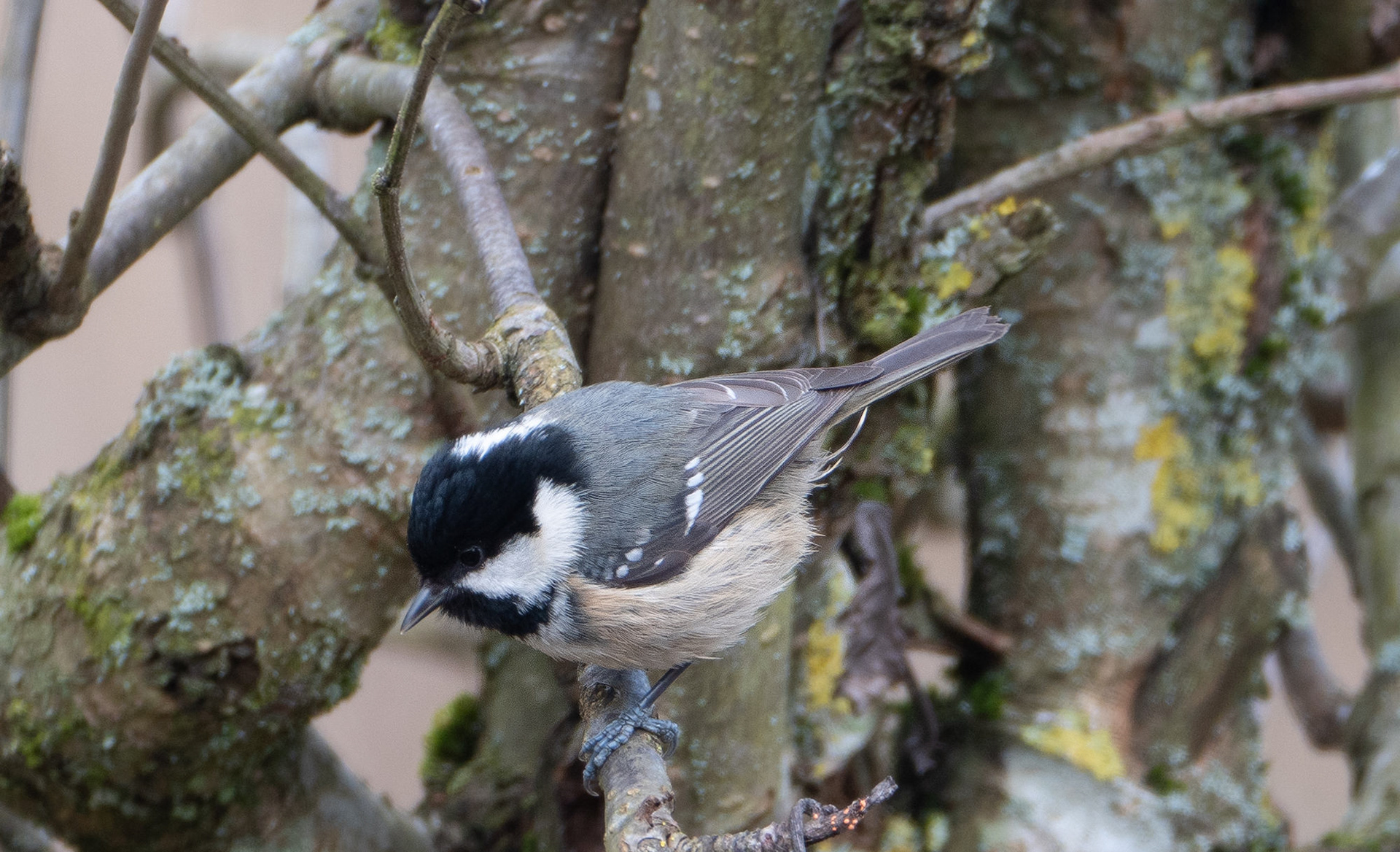 Coal Tit