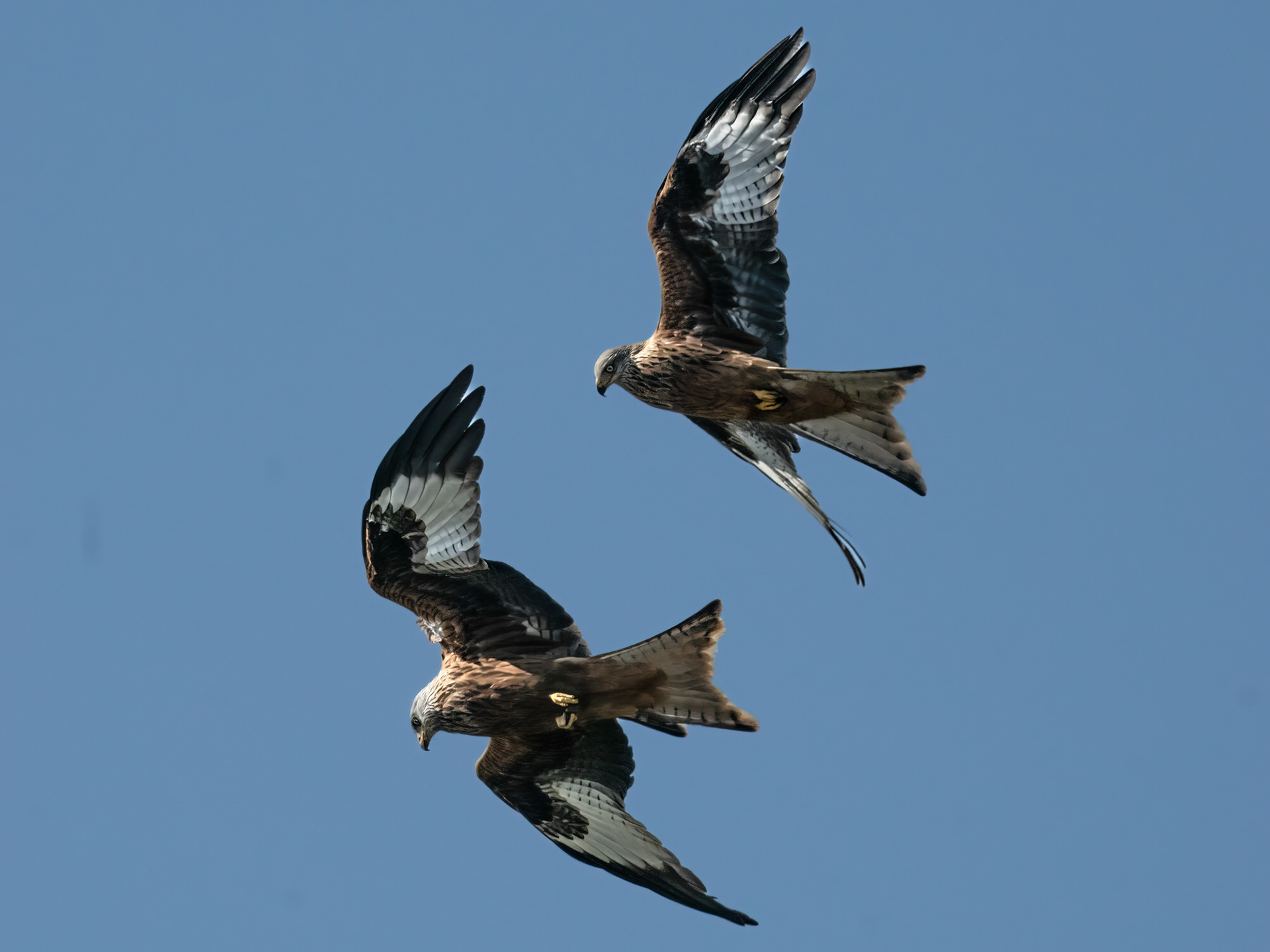 Red Kites