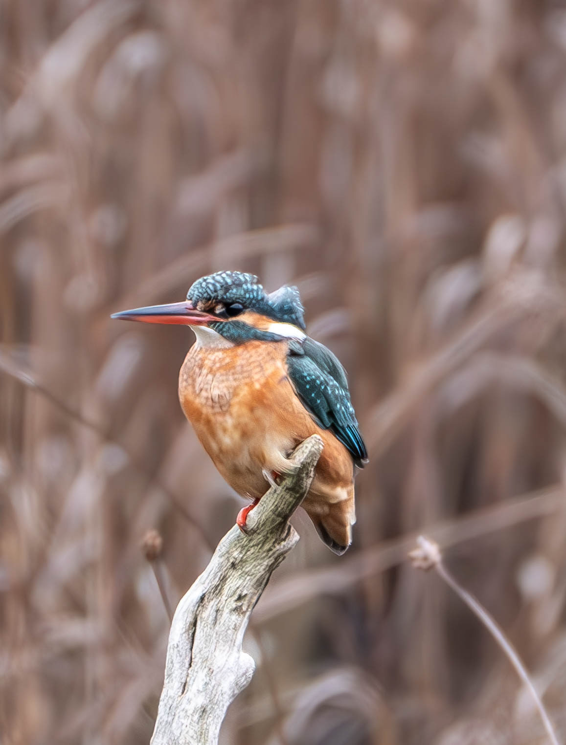 Kingfisher