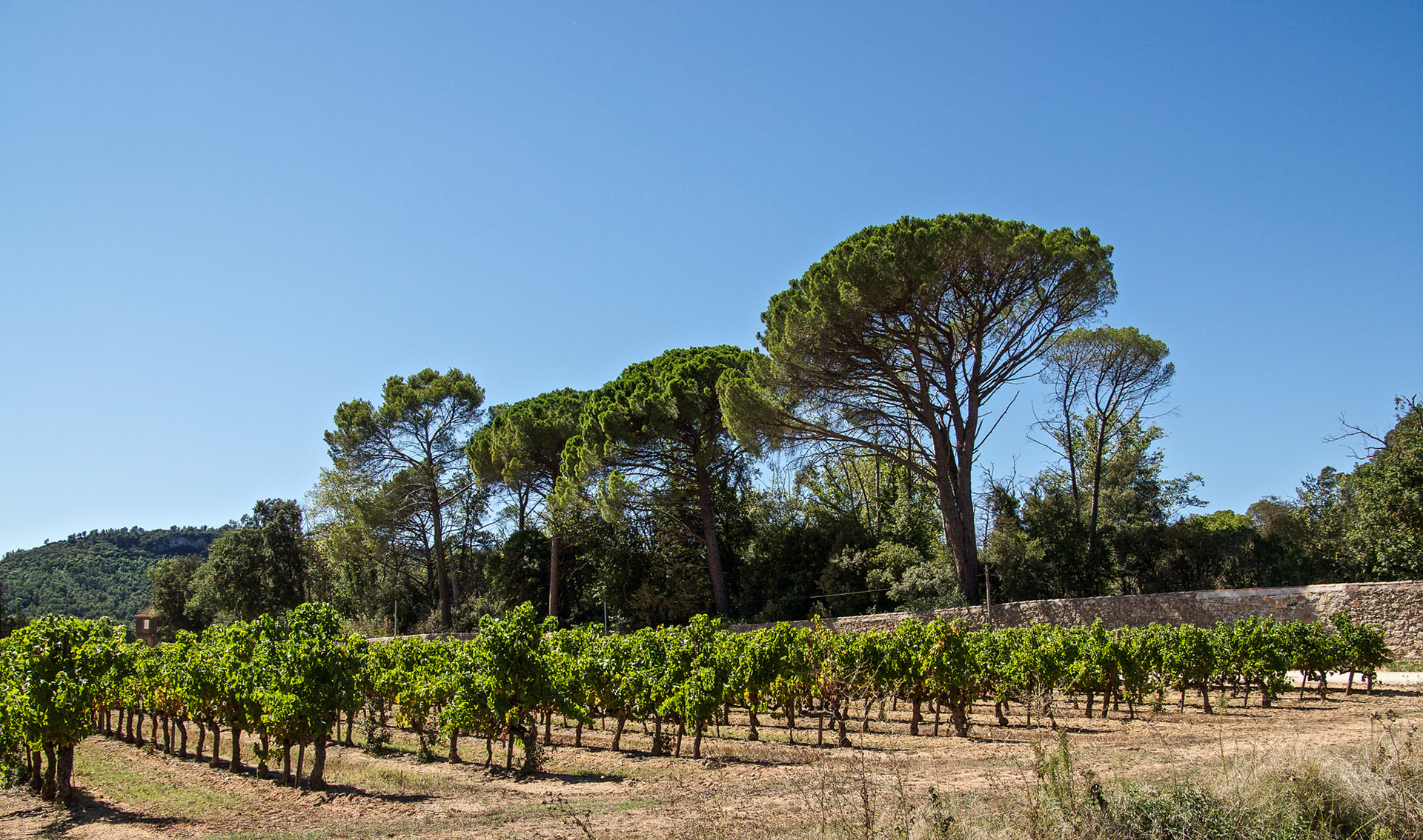Château d'Astros Vinyard, Vidauban, Provence-Alpes-Côte d'Azur, France