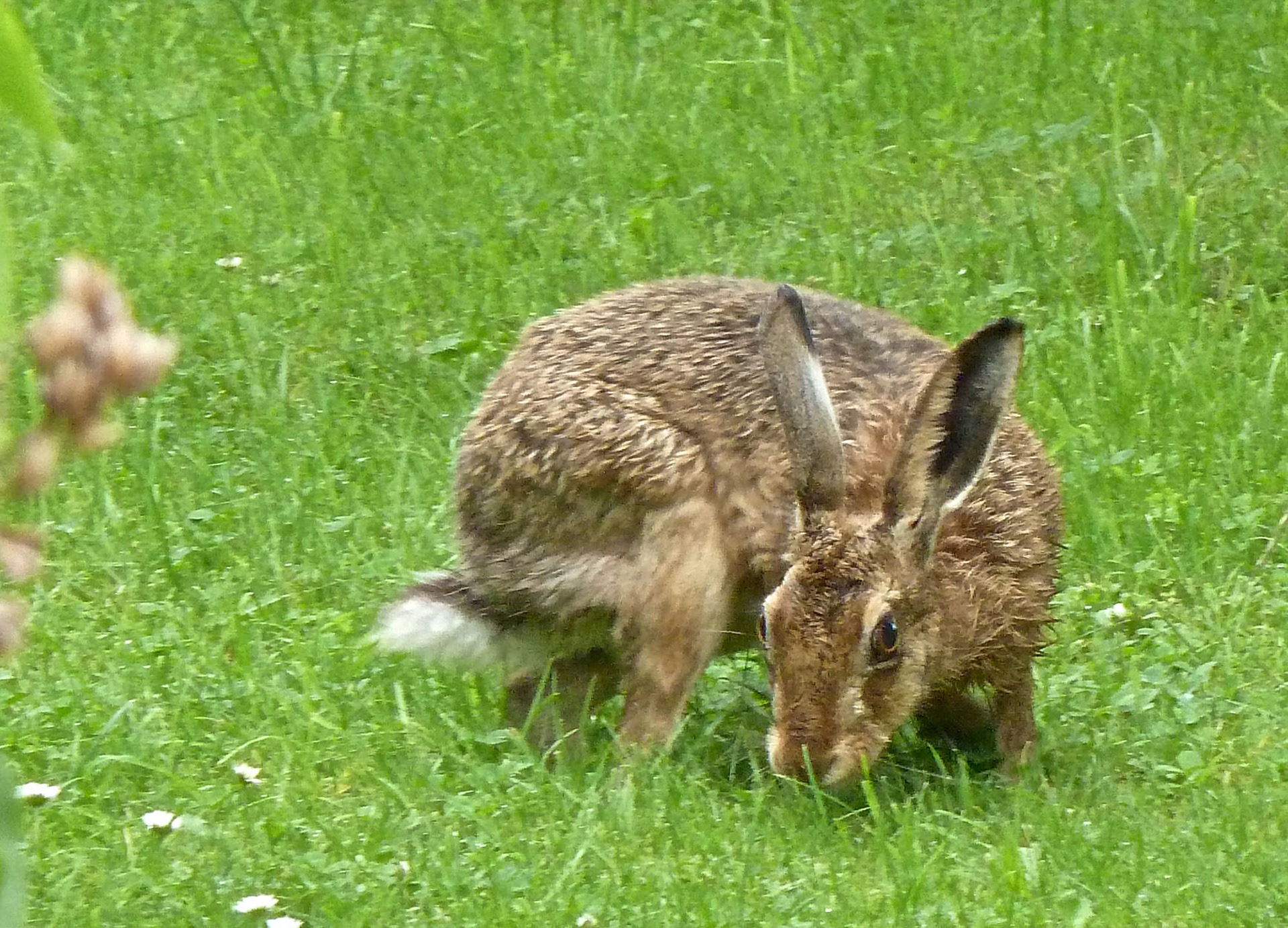 Brown Hare