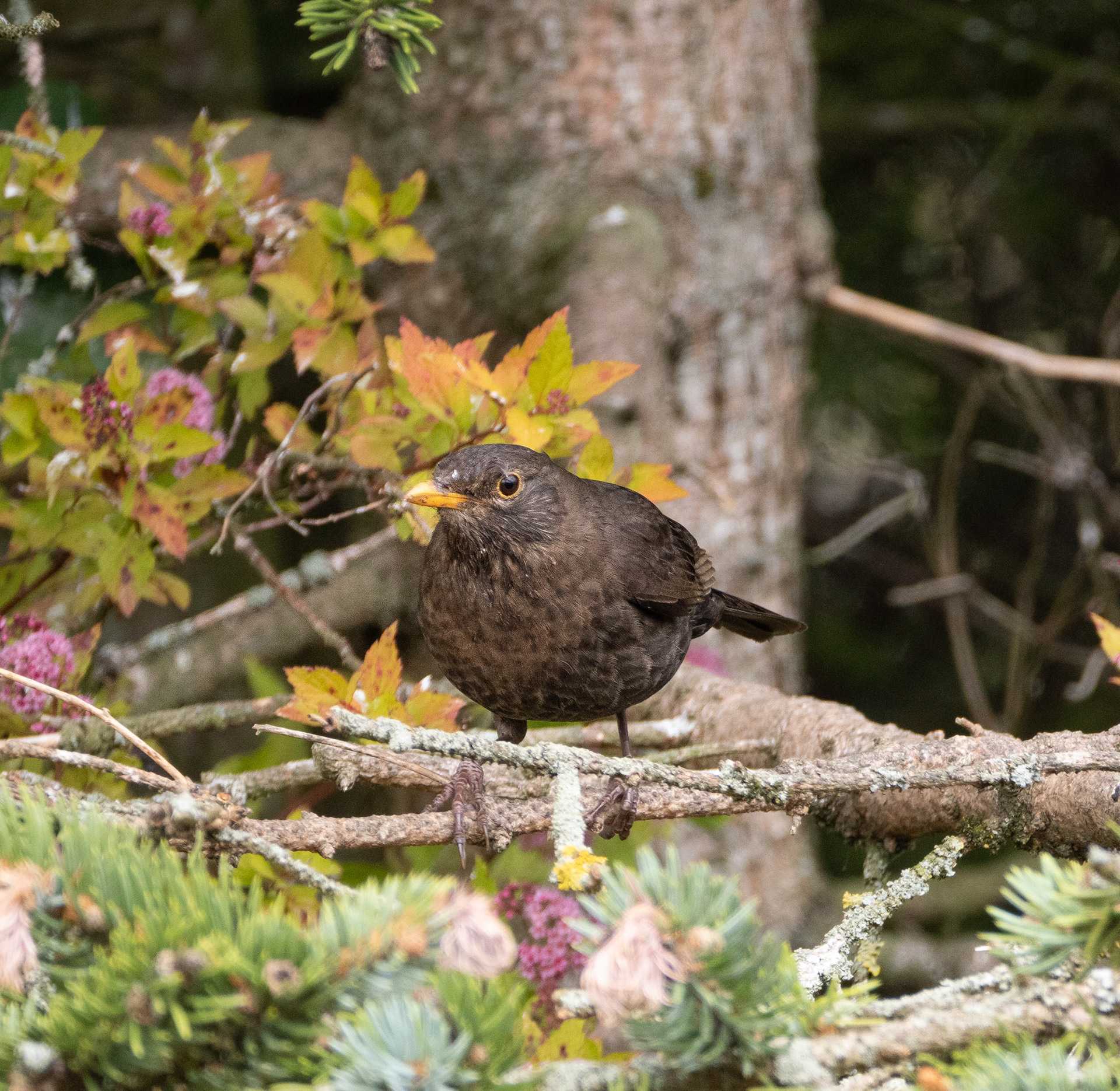 Female Blackbird