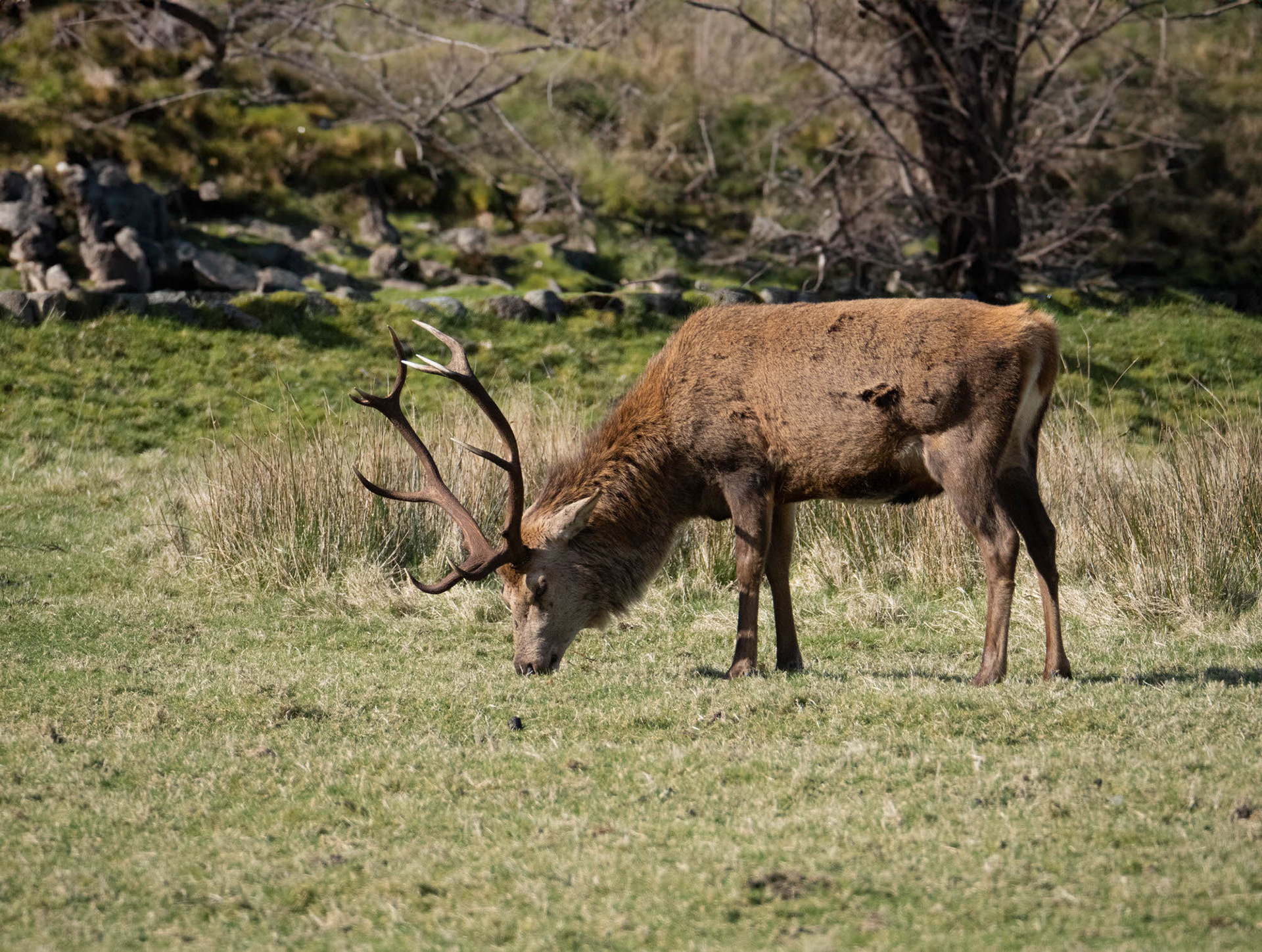 Red deer stag, Isle of Arran