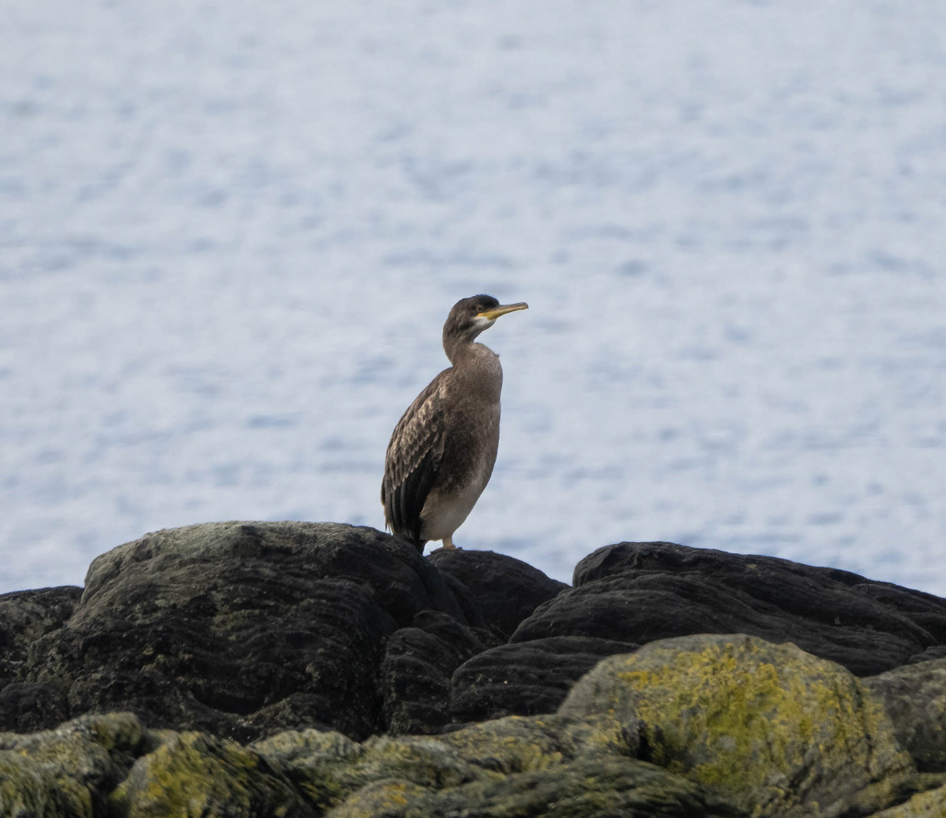 Cormorant, Isle of Arran