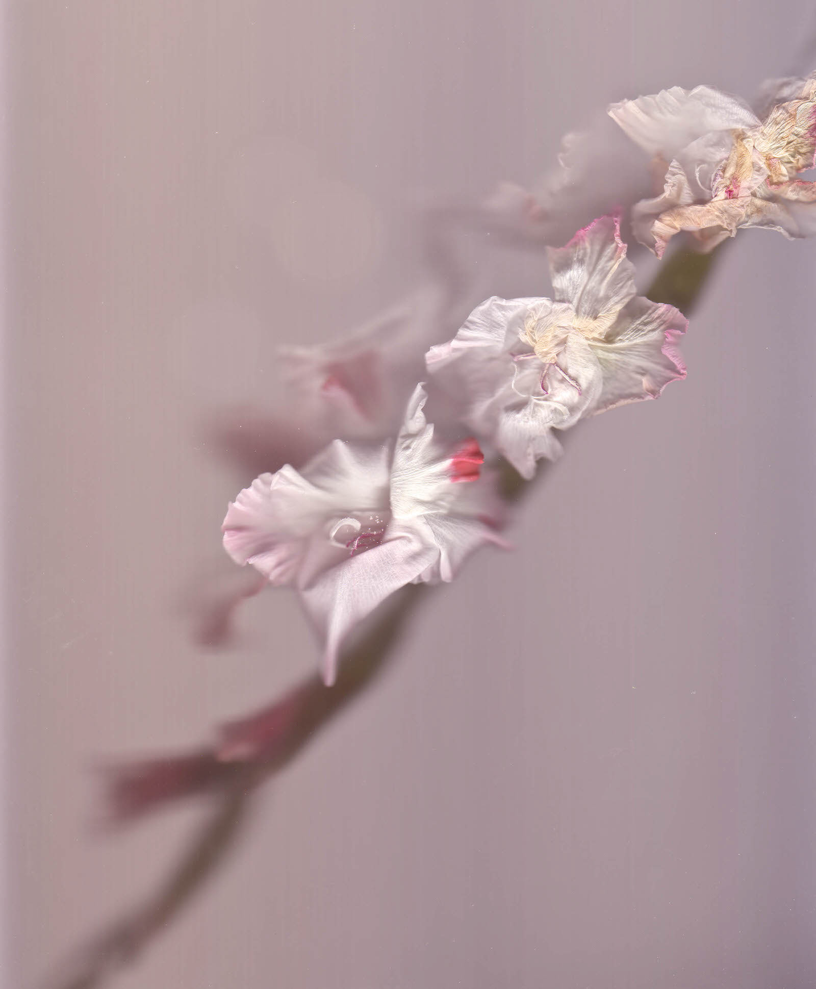 Gladioli scanography