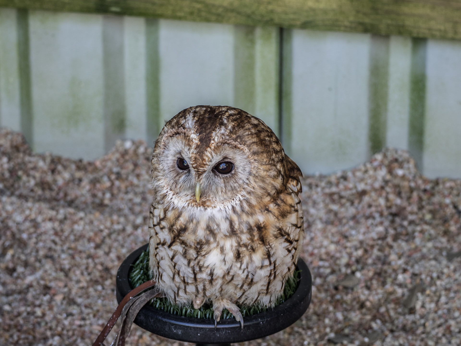Tawny Owl