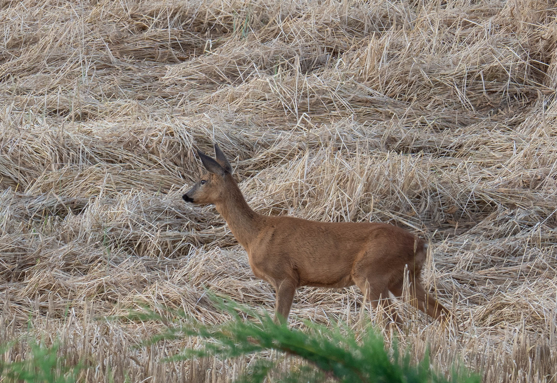 Roe Deer