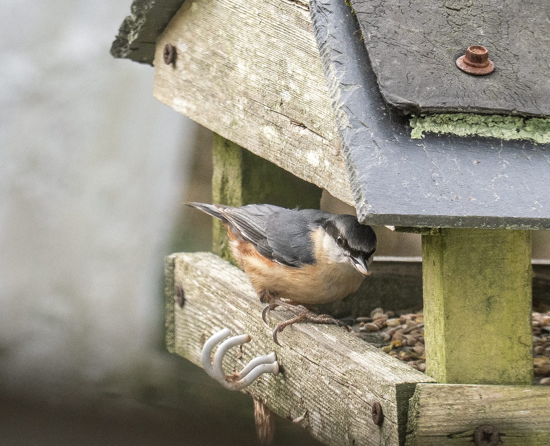 Nuthatch