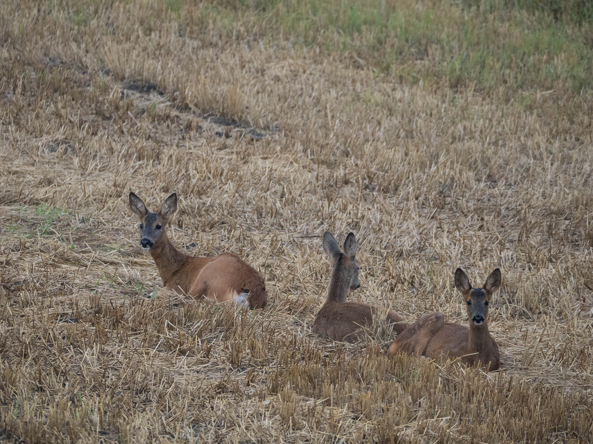 Roe Deer