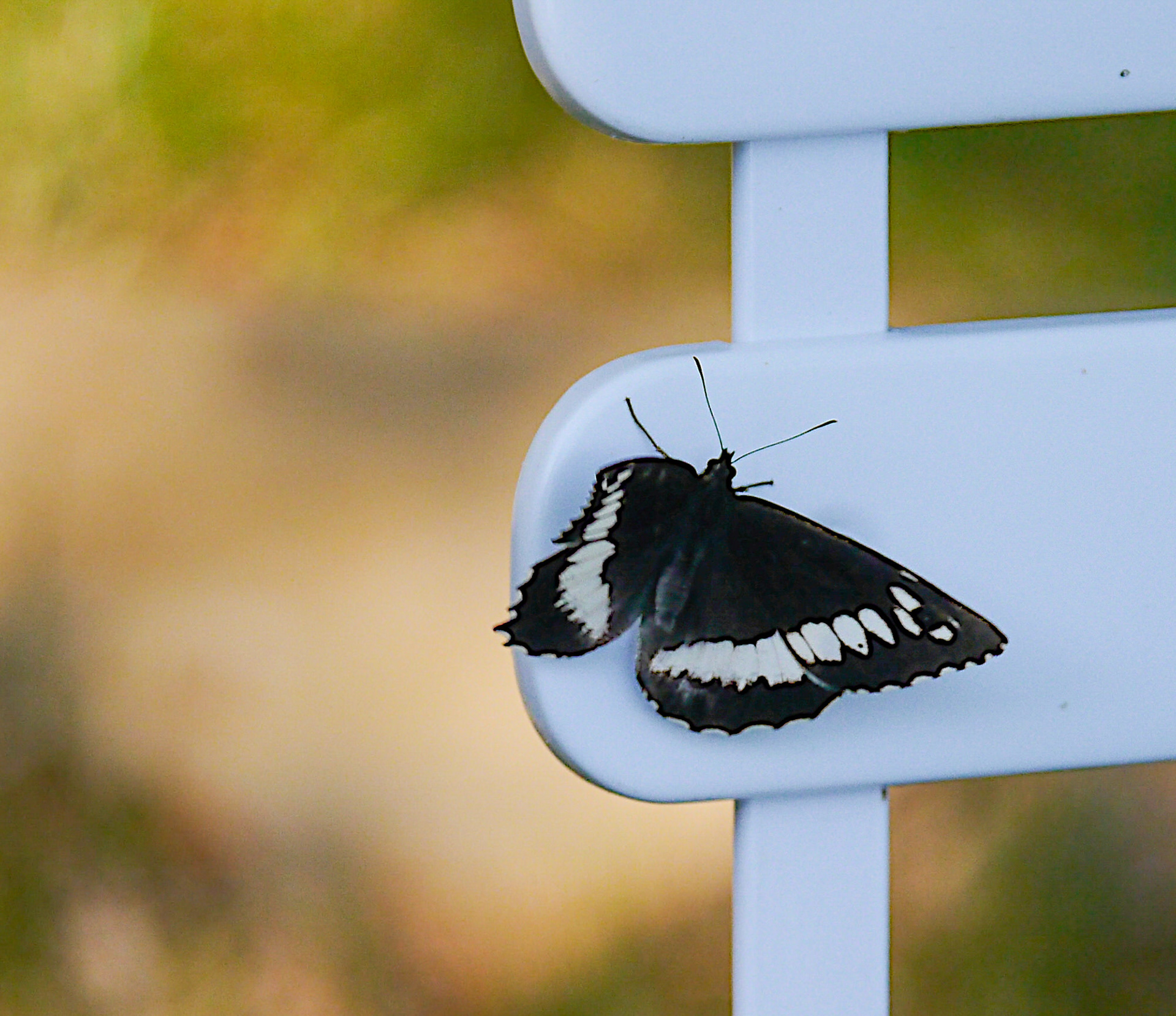 Great Banded Greyling Butterfly