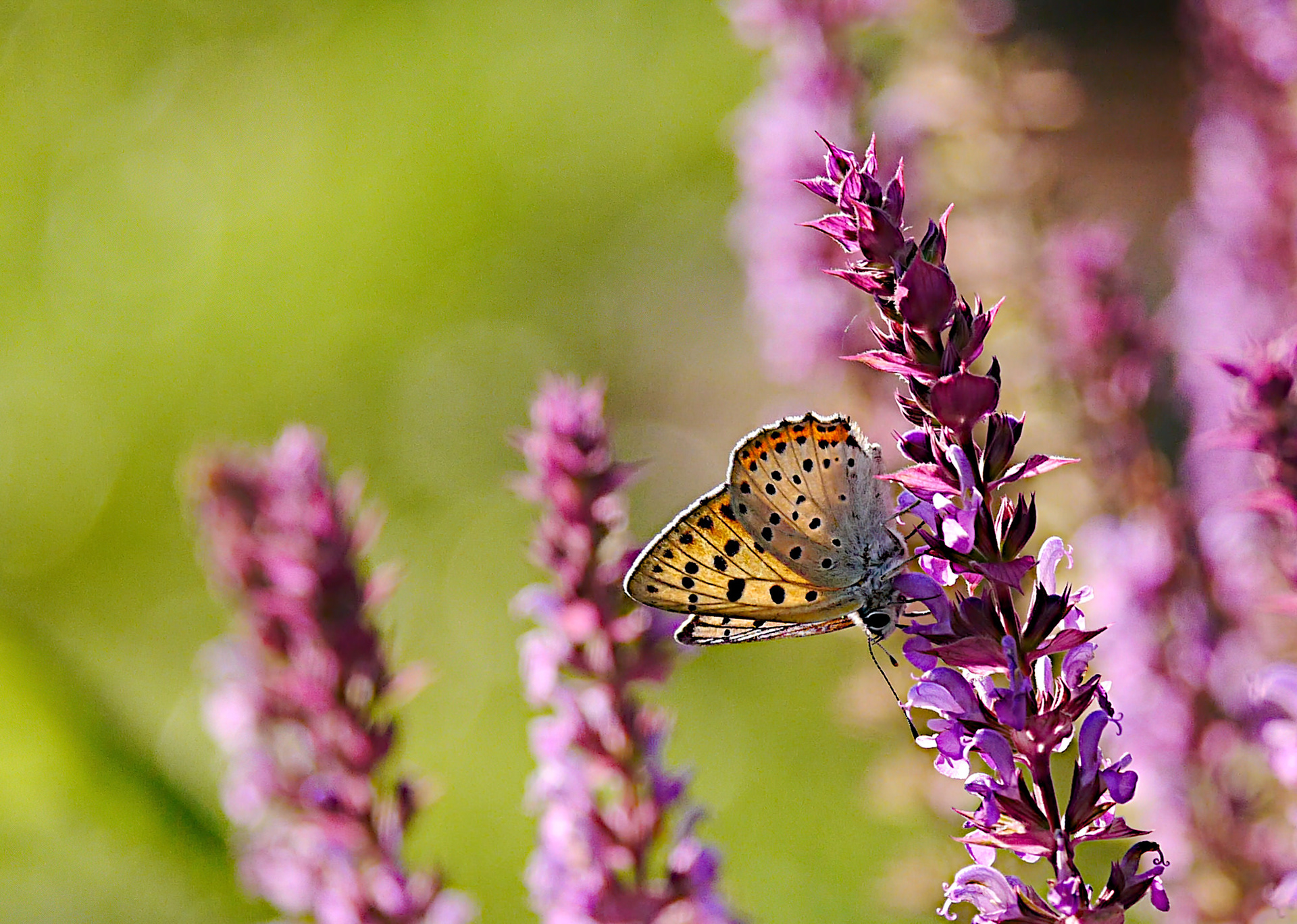 Purple Shot Copper Butterfly