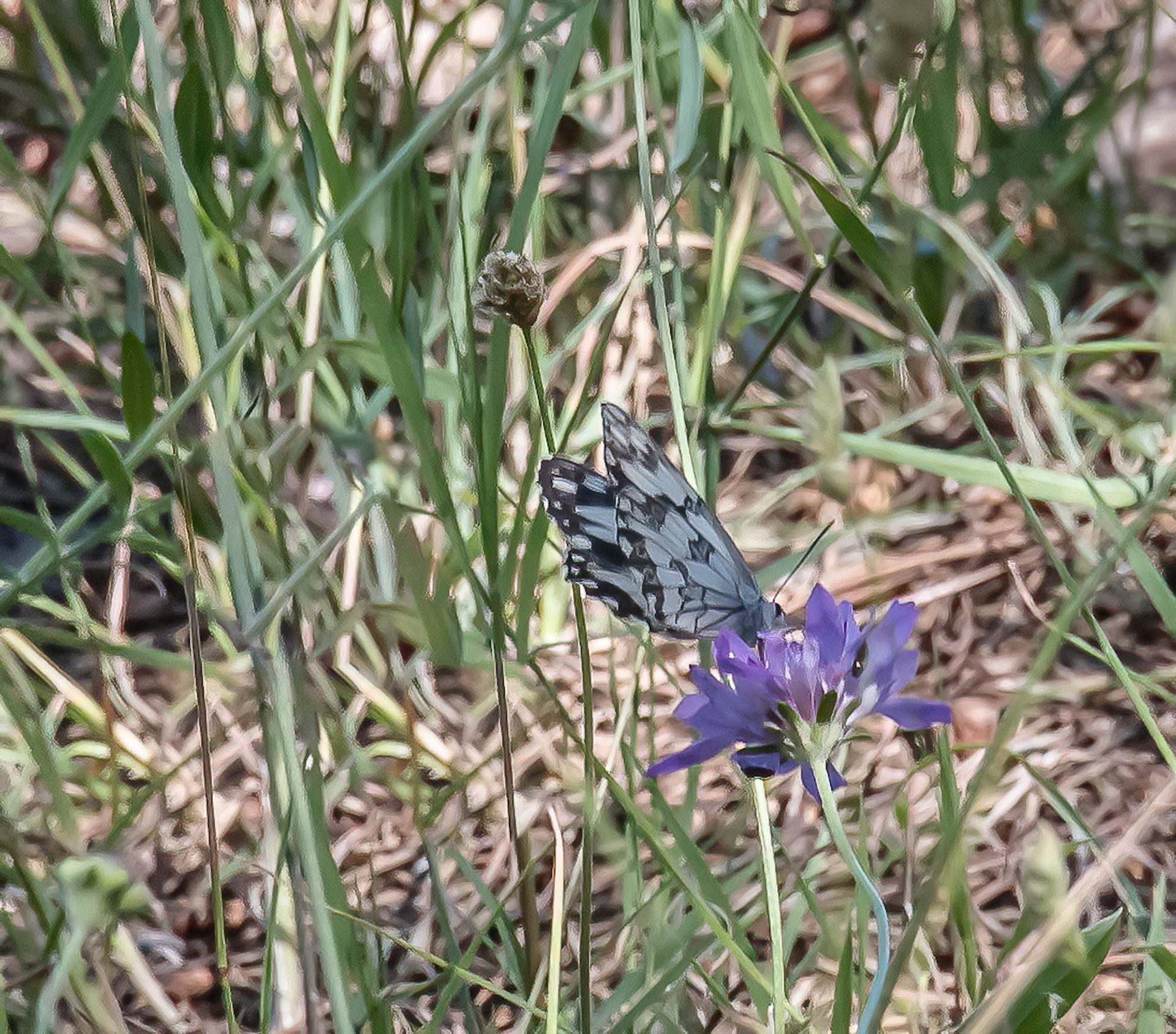 Western Marbled White Butterfly