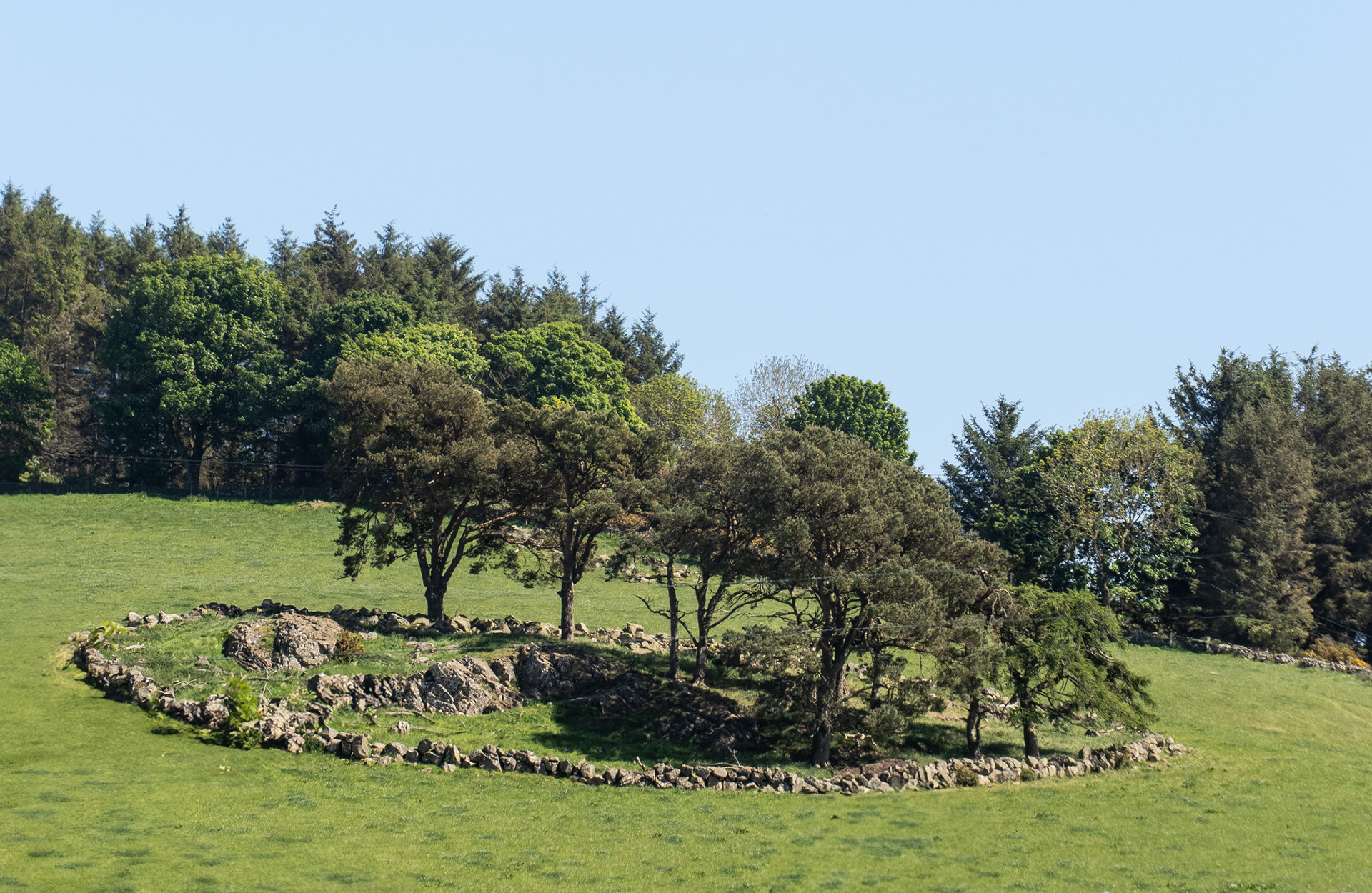 Ring of trees beside Barra Castle, Aberdeenshire