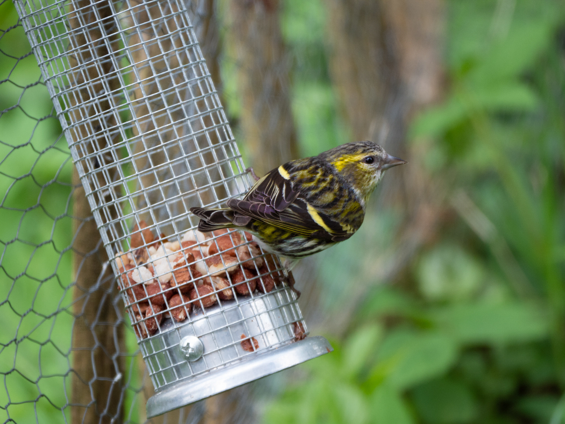 Siskin
