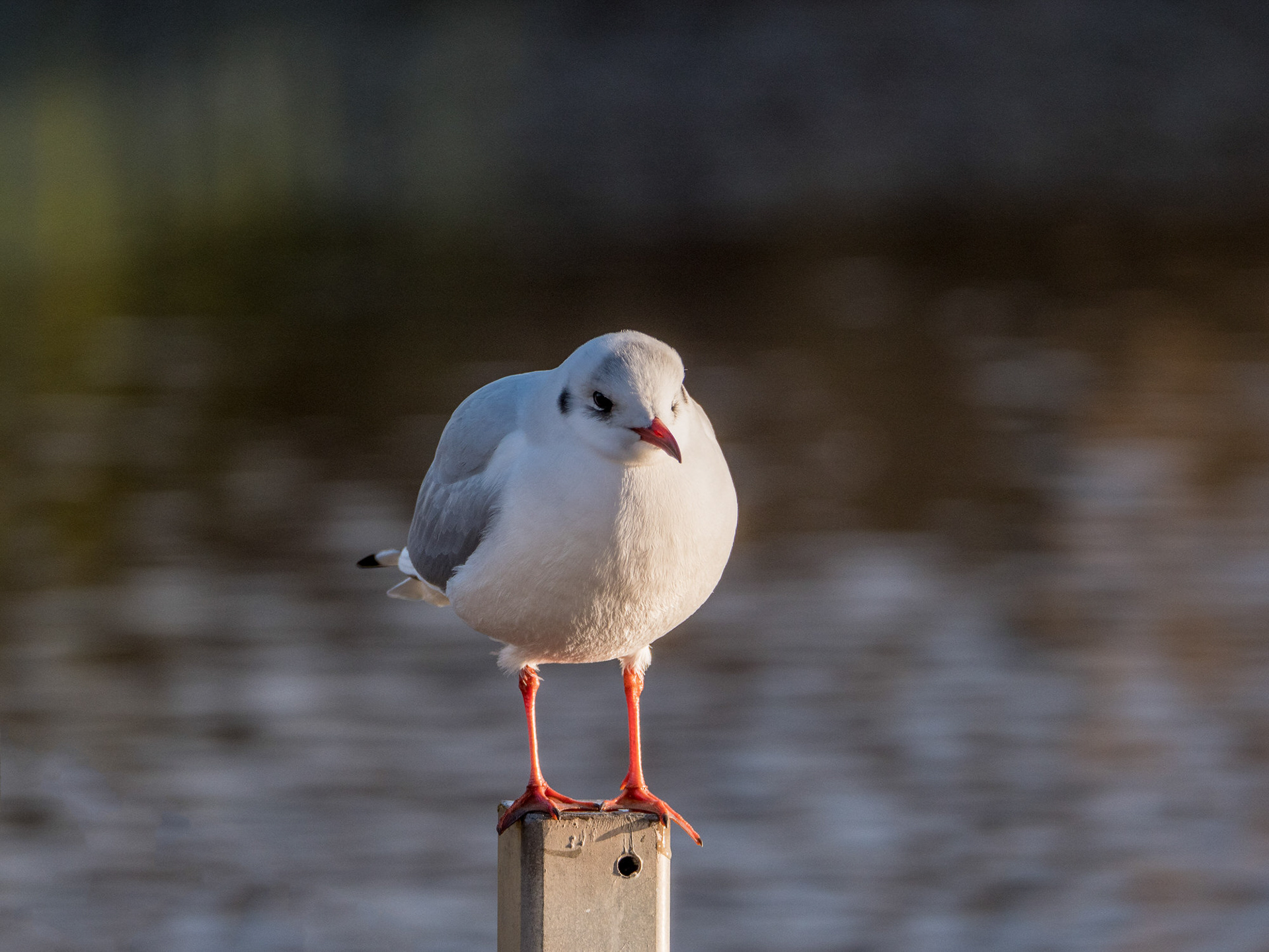 Black Headed Gull