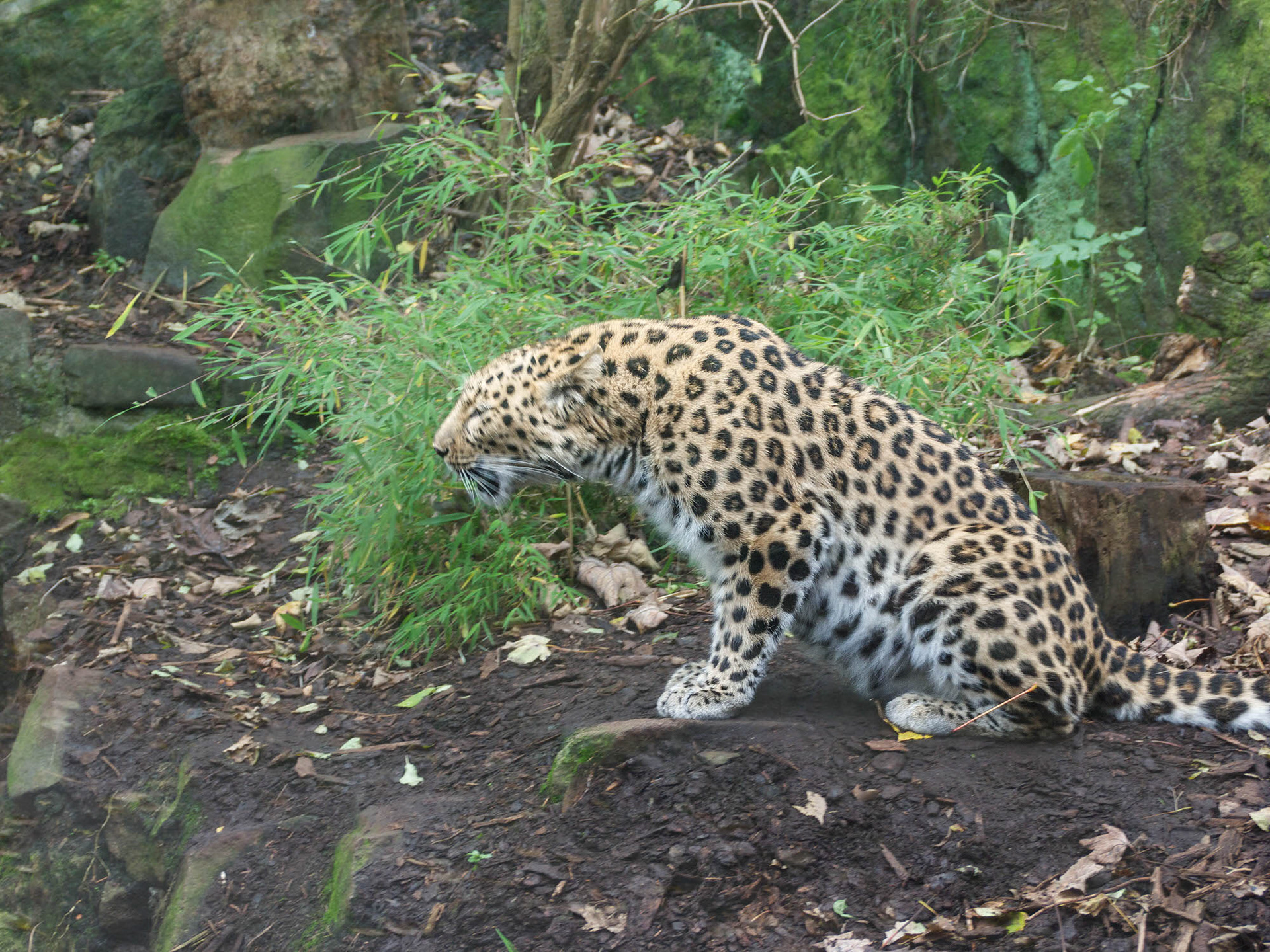 Amur Leopard