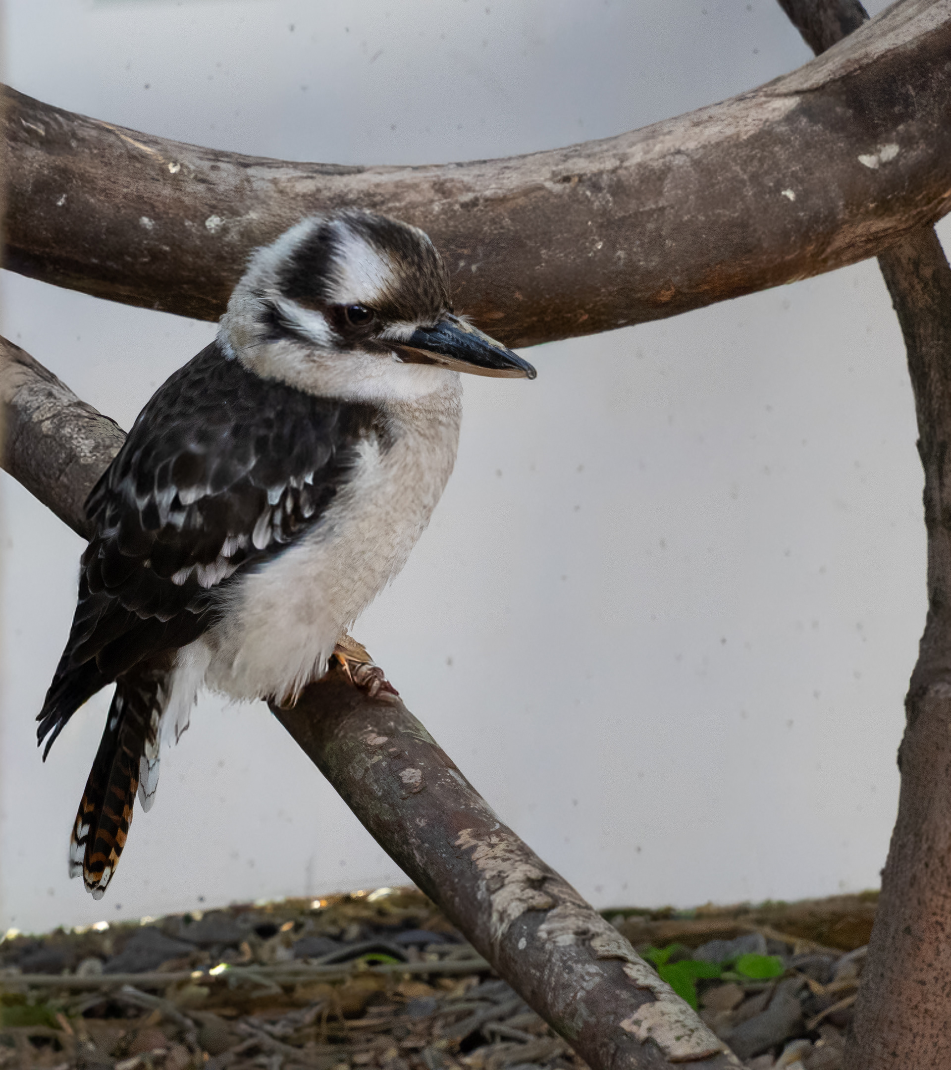 Kookaburra