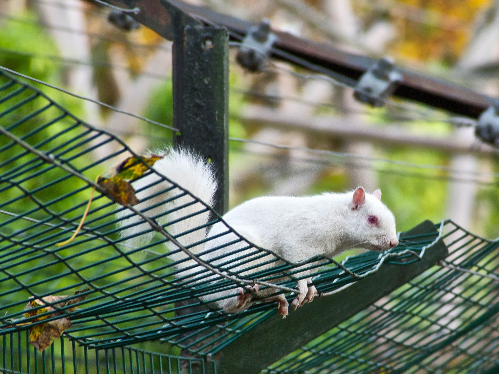 Albino Grey Squirrel