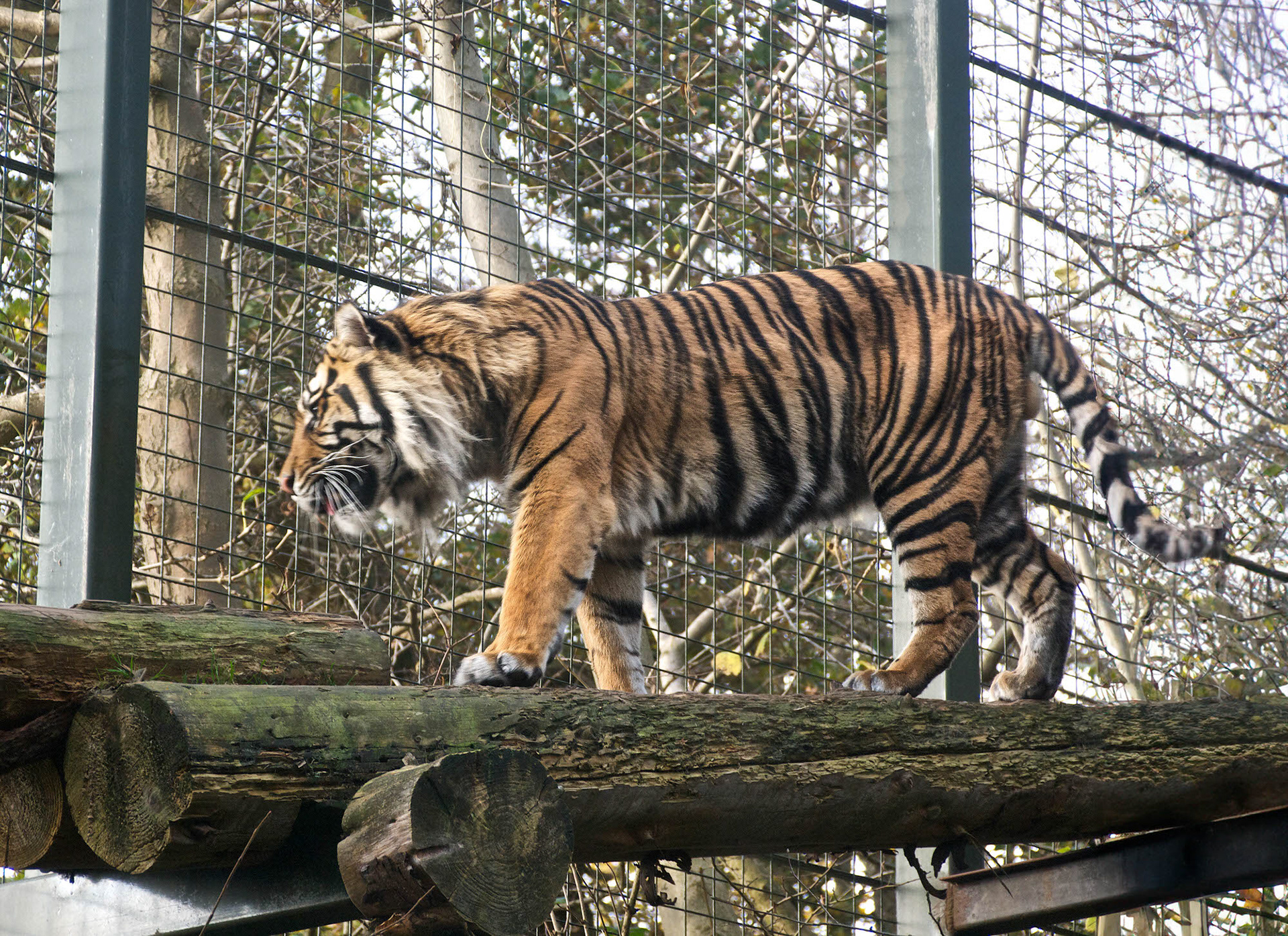 Sumatran Tiger