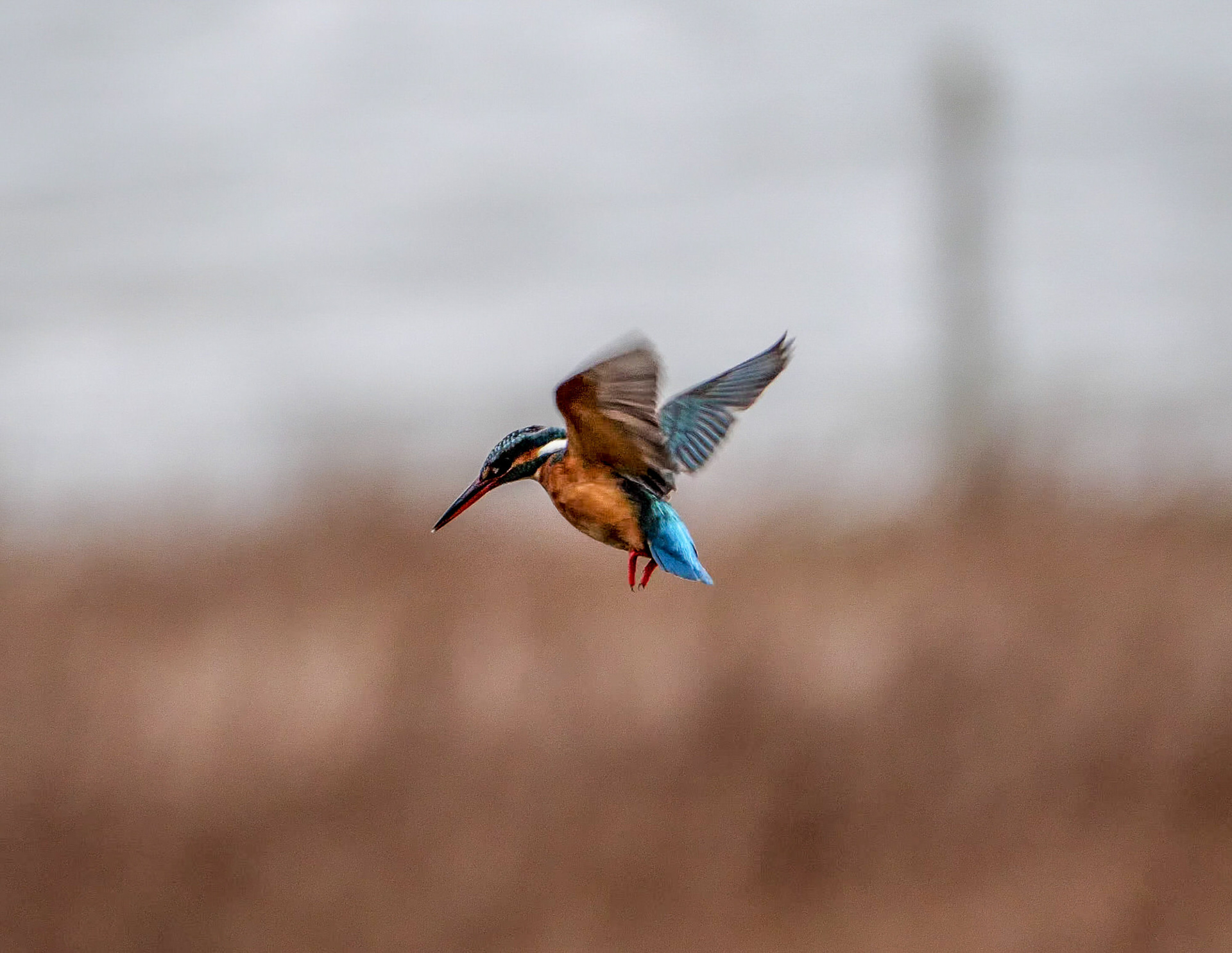 Kingfisher