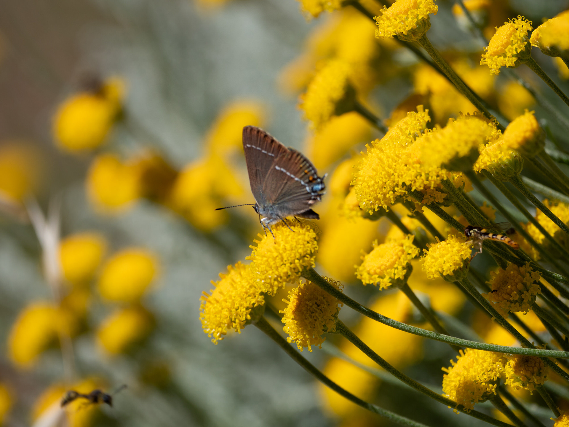 Hairstreak Butterfly