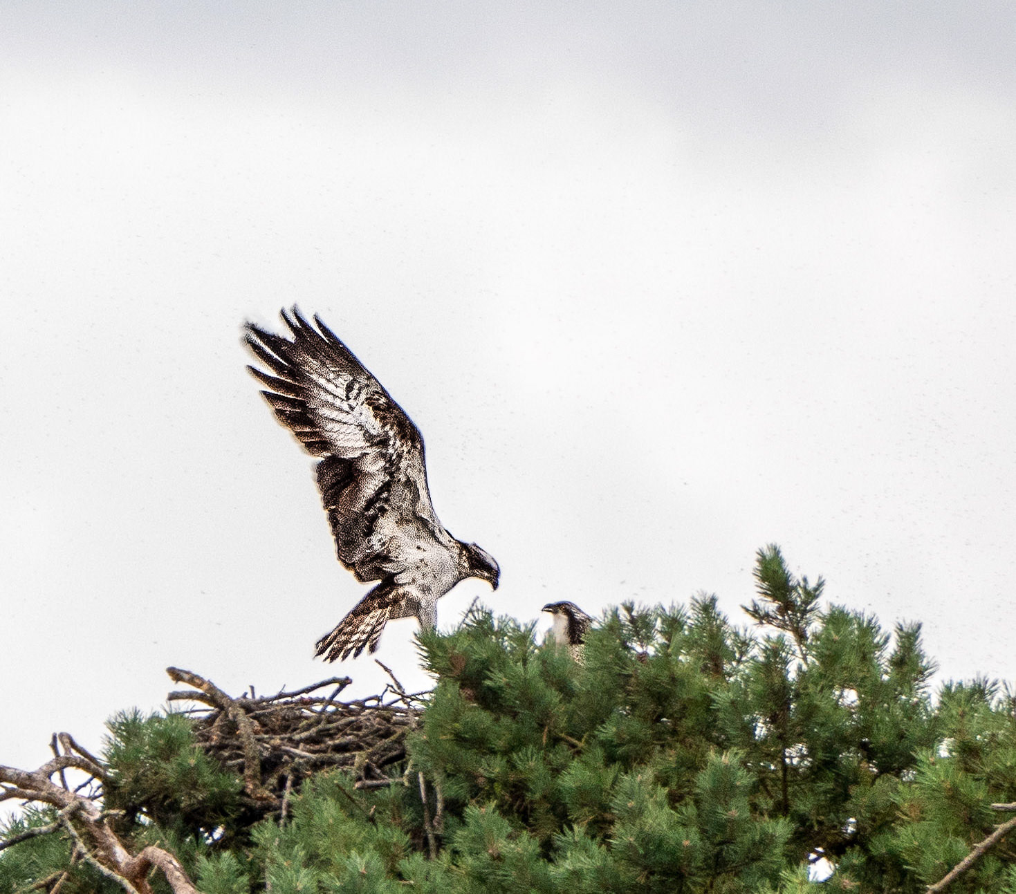 Osprey