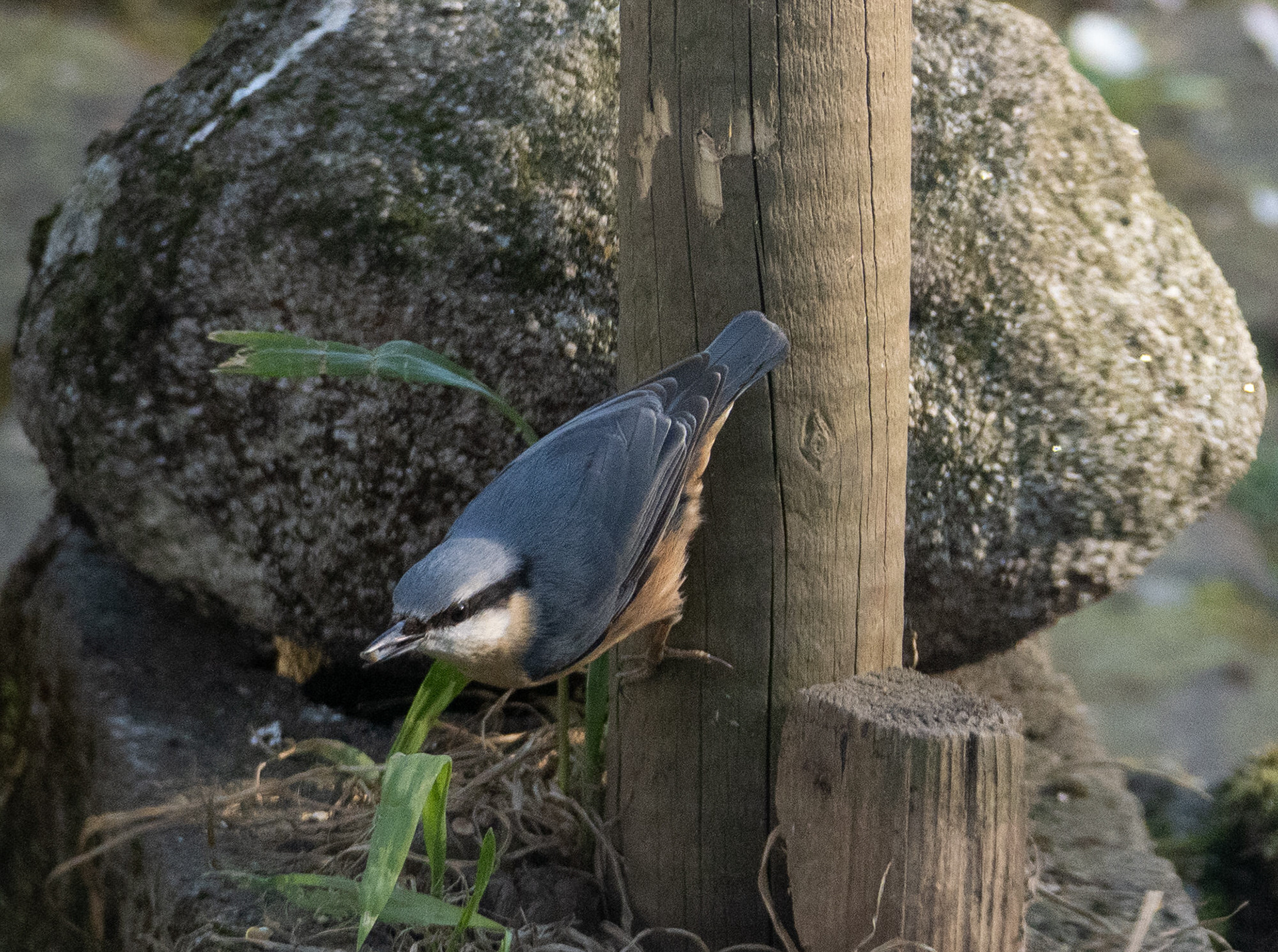 Nuthatch