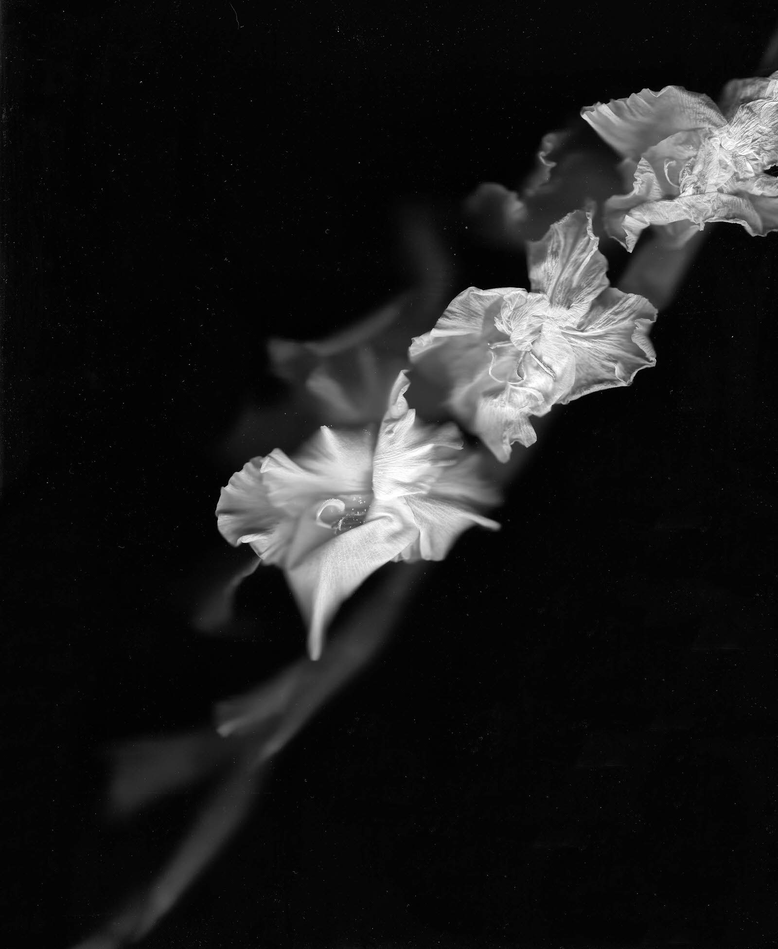 Gladioli scanography