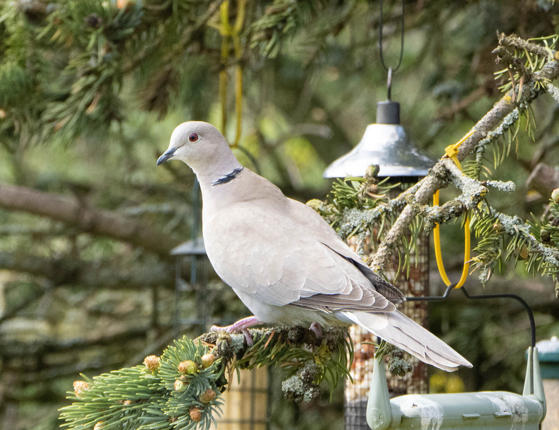 Collared Dove