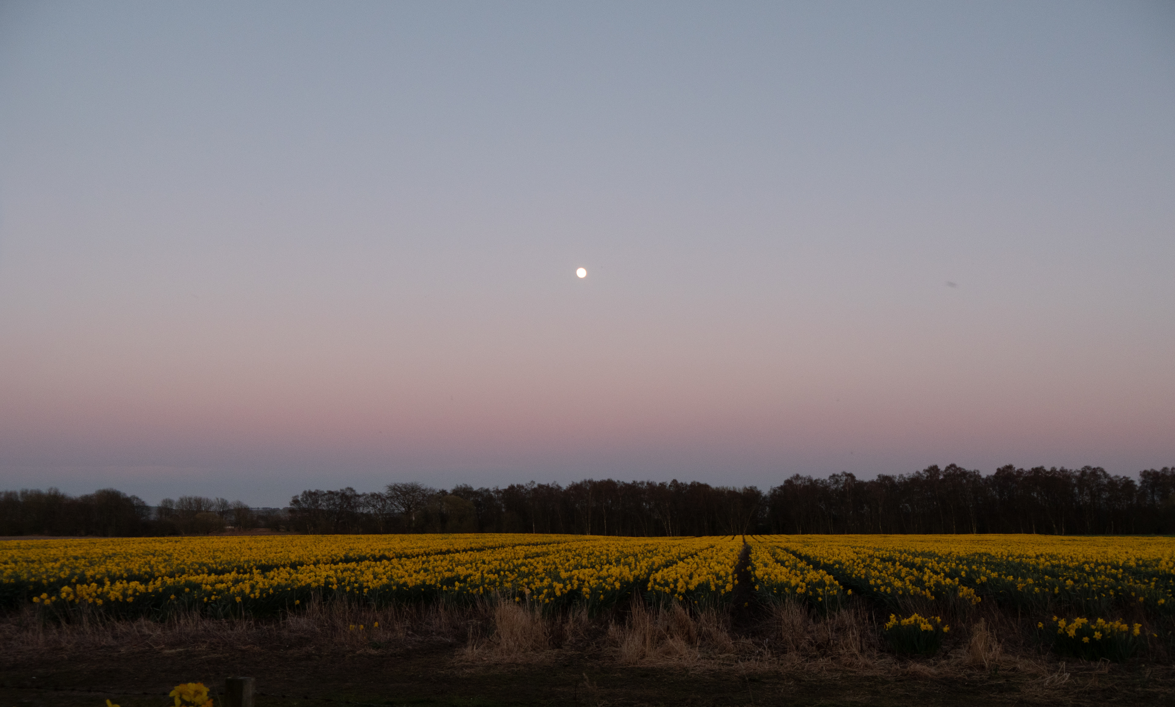 Moon & daffodils, Dryplaid, Aberdeenshire (Claire's photo)