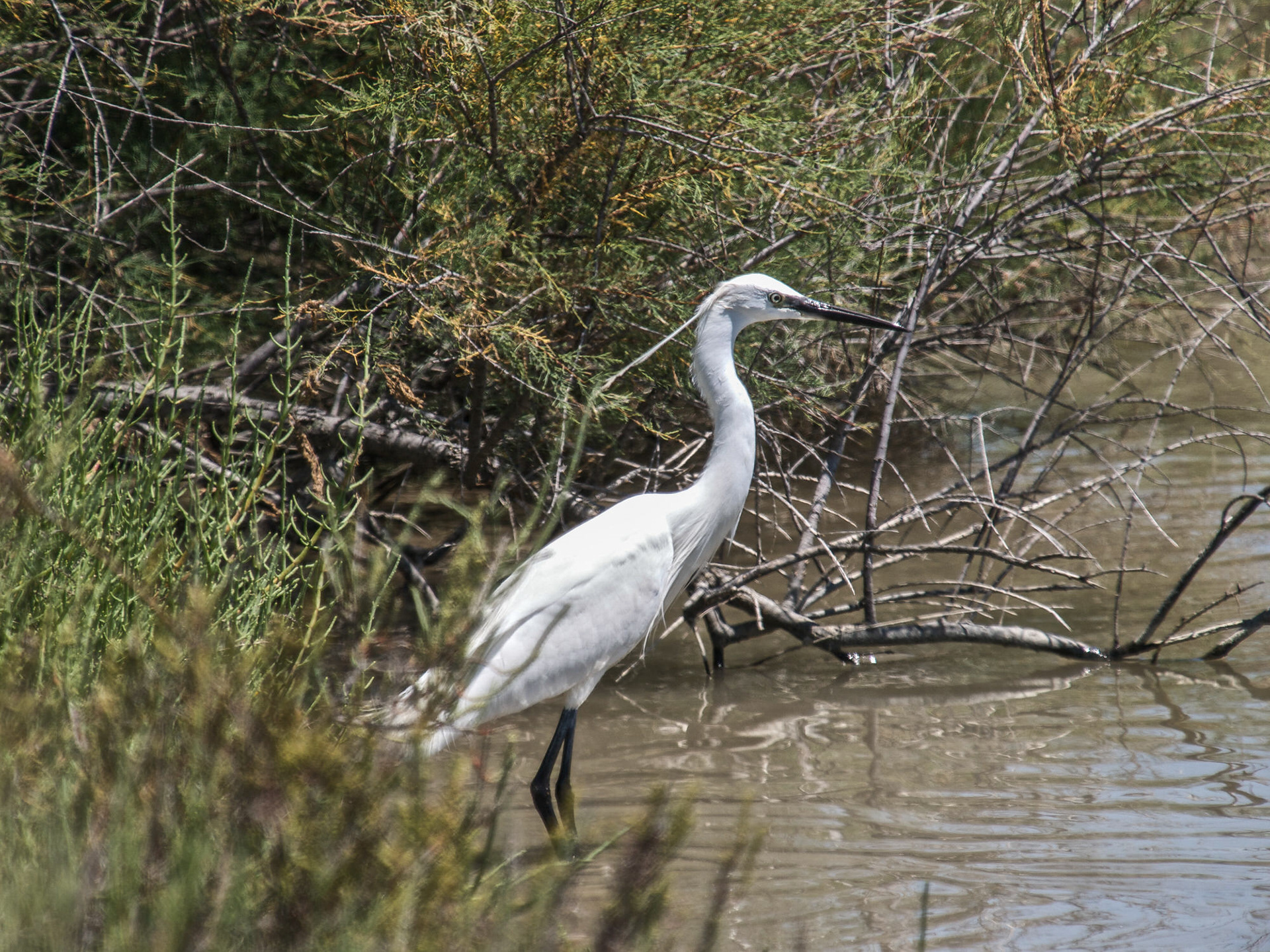 Little Egret