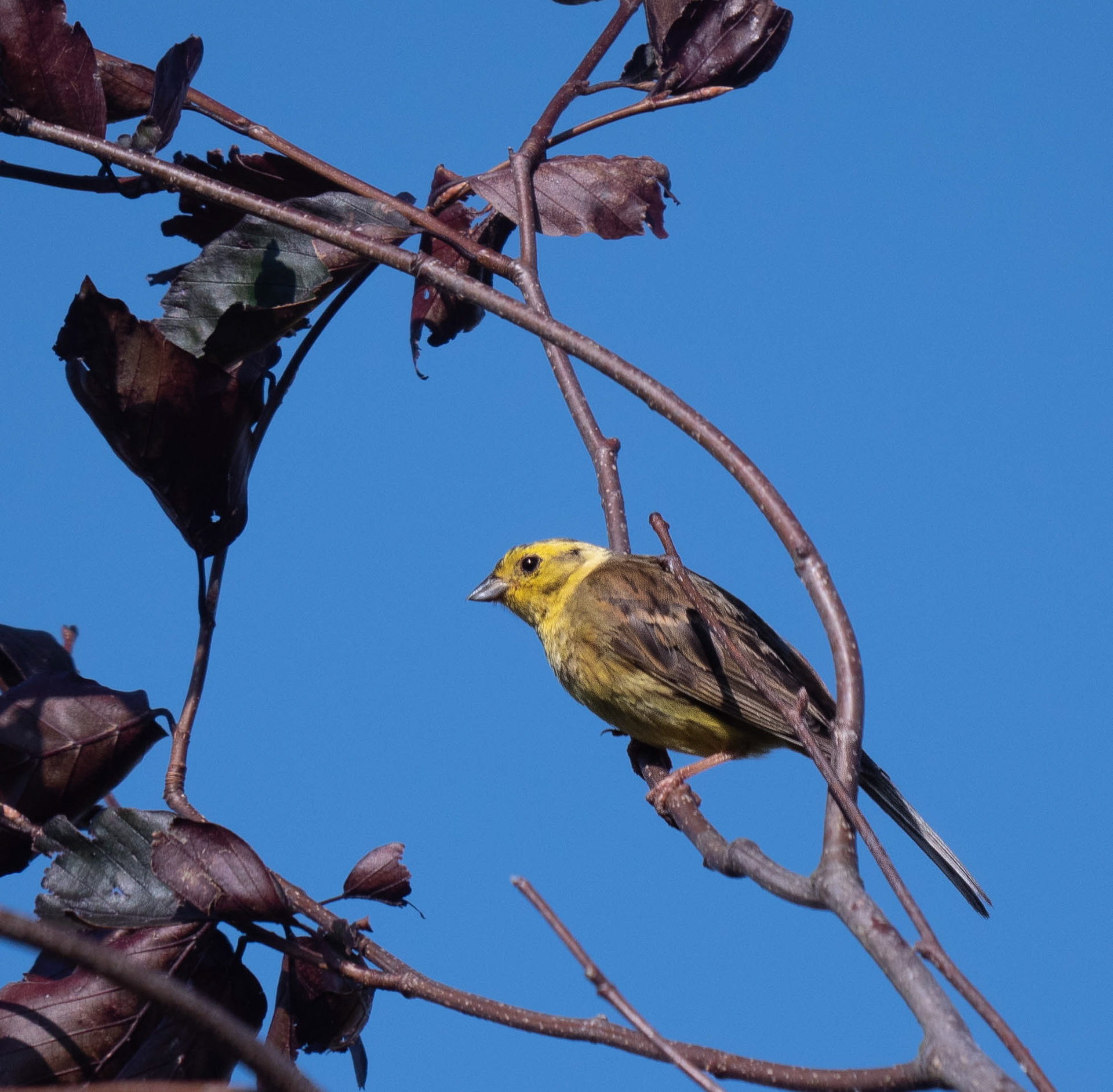 Yellowhammer