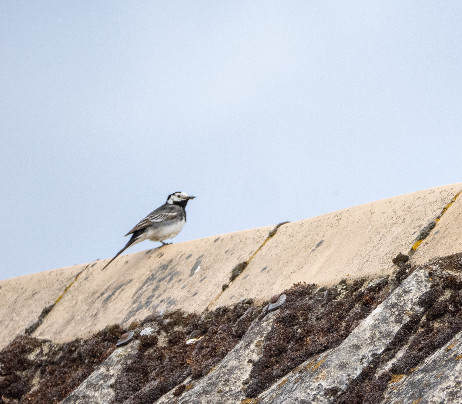 Pied Wagtail