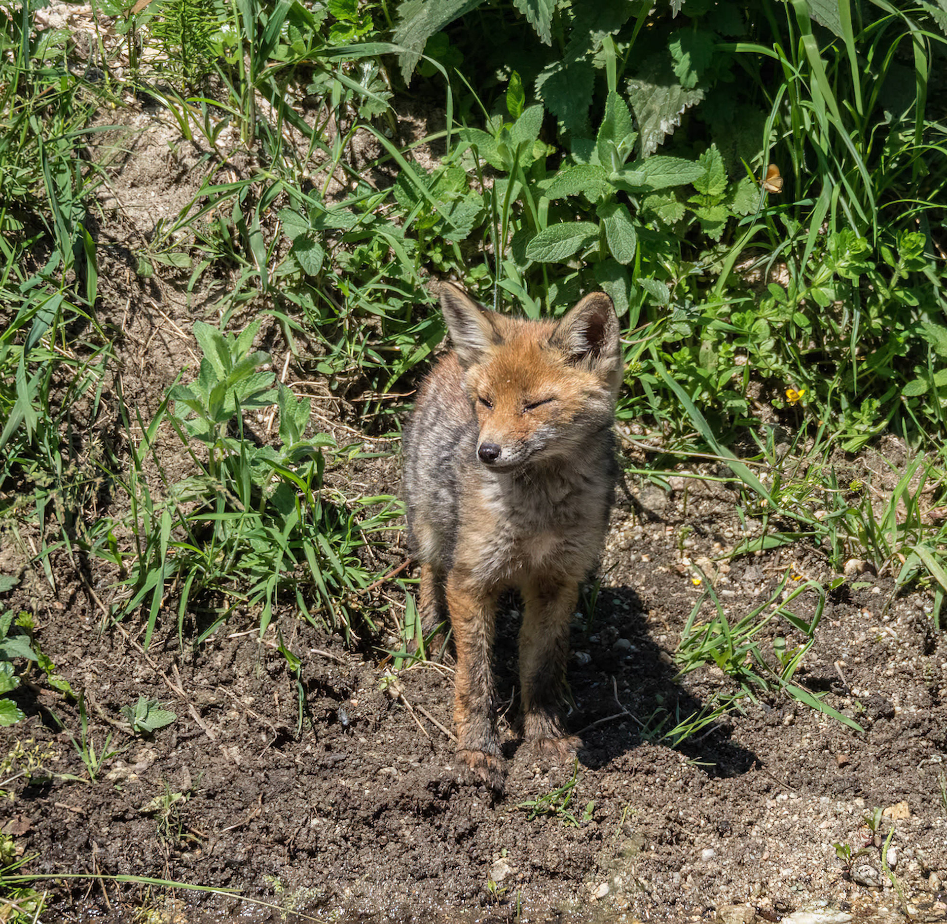 Red Fox