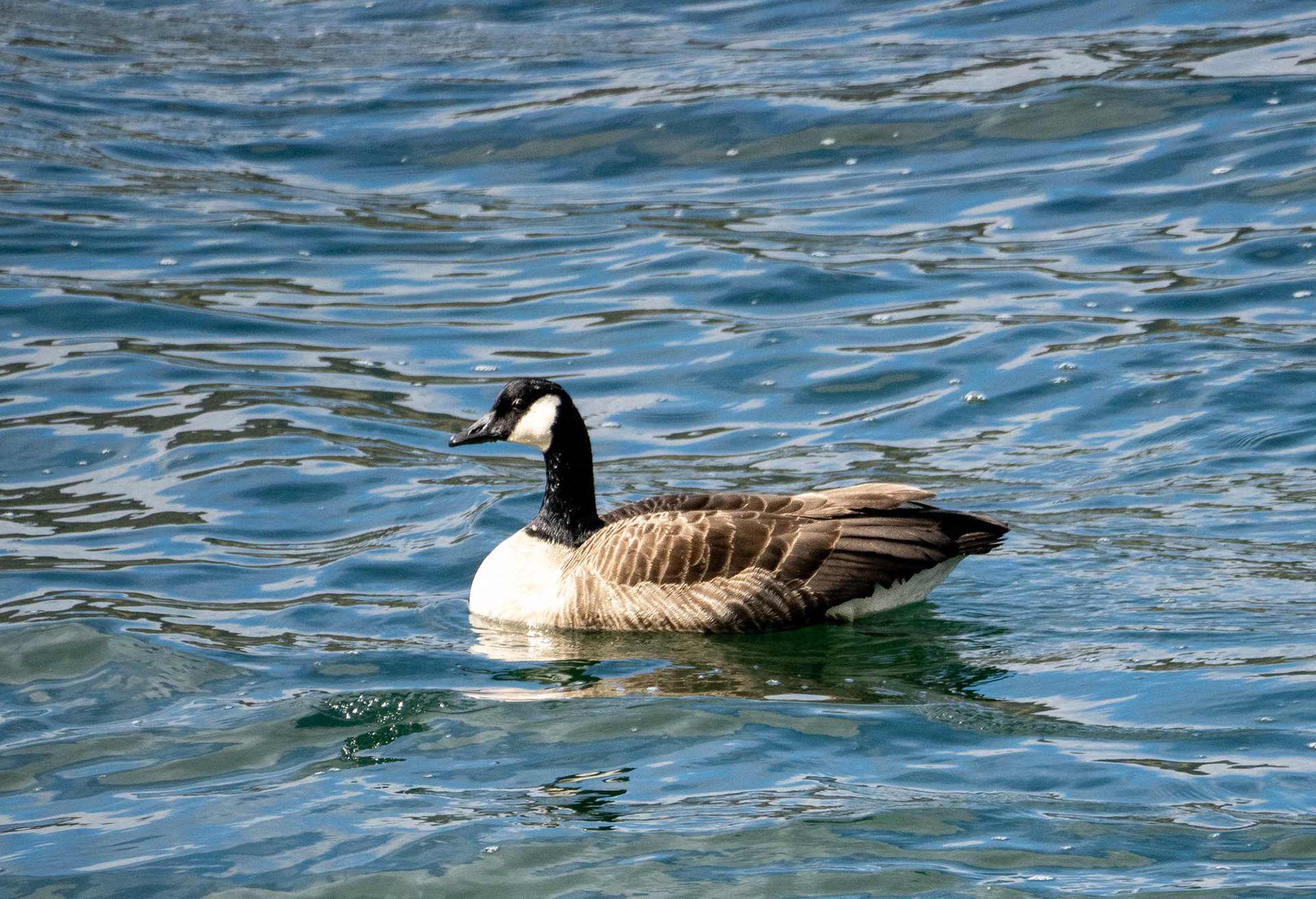 Canada Goose