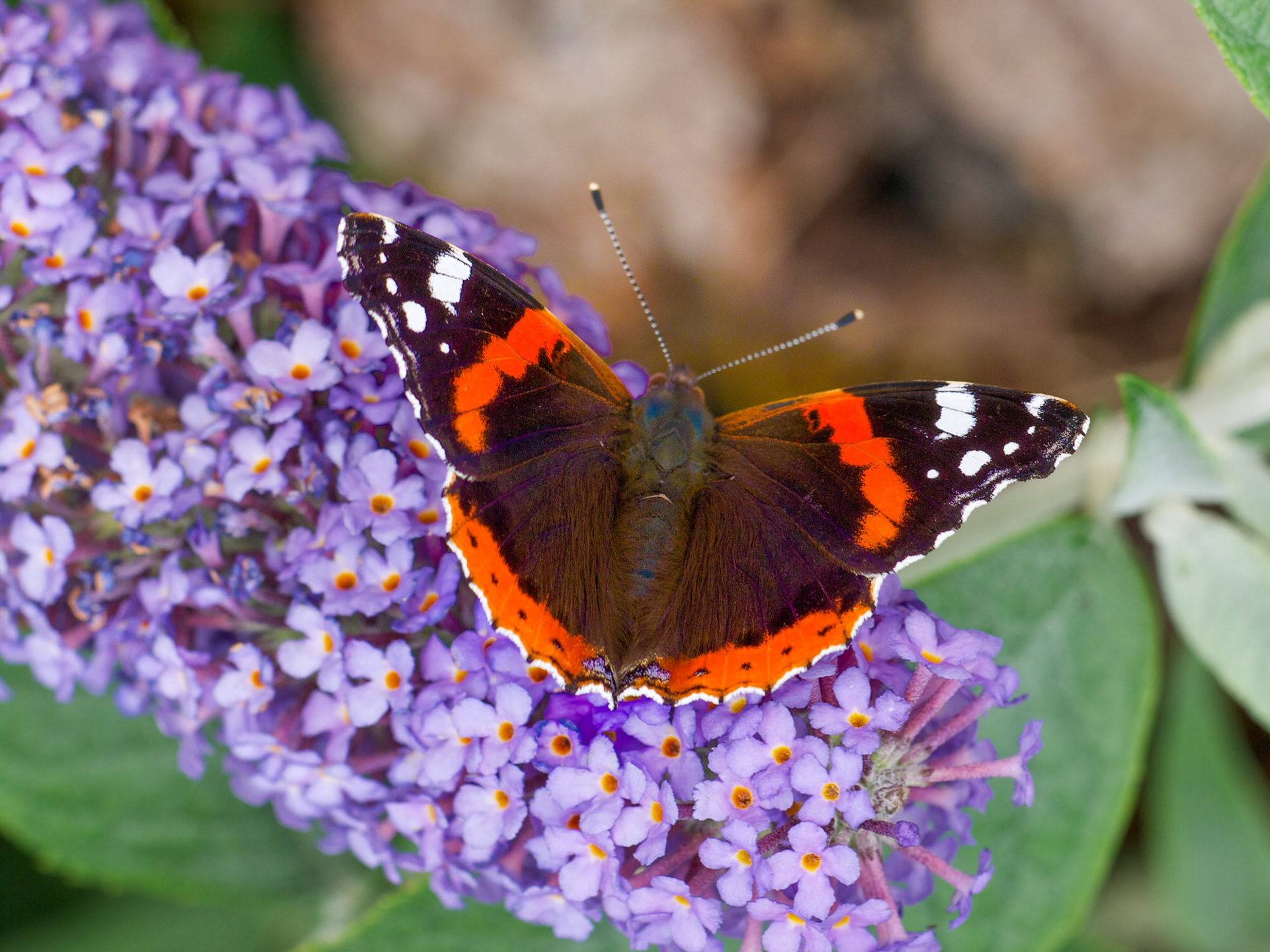 Red Admiral Butterfly
