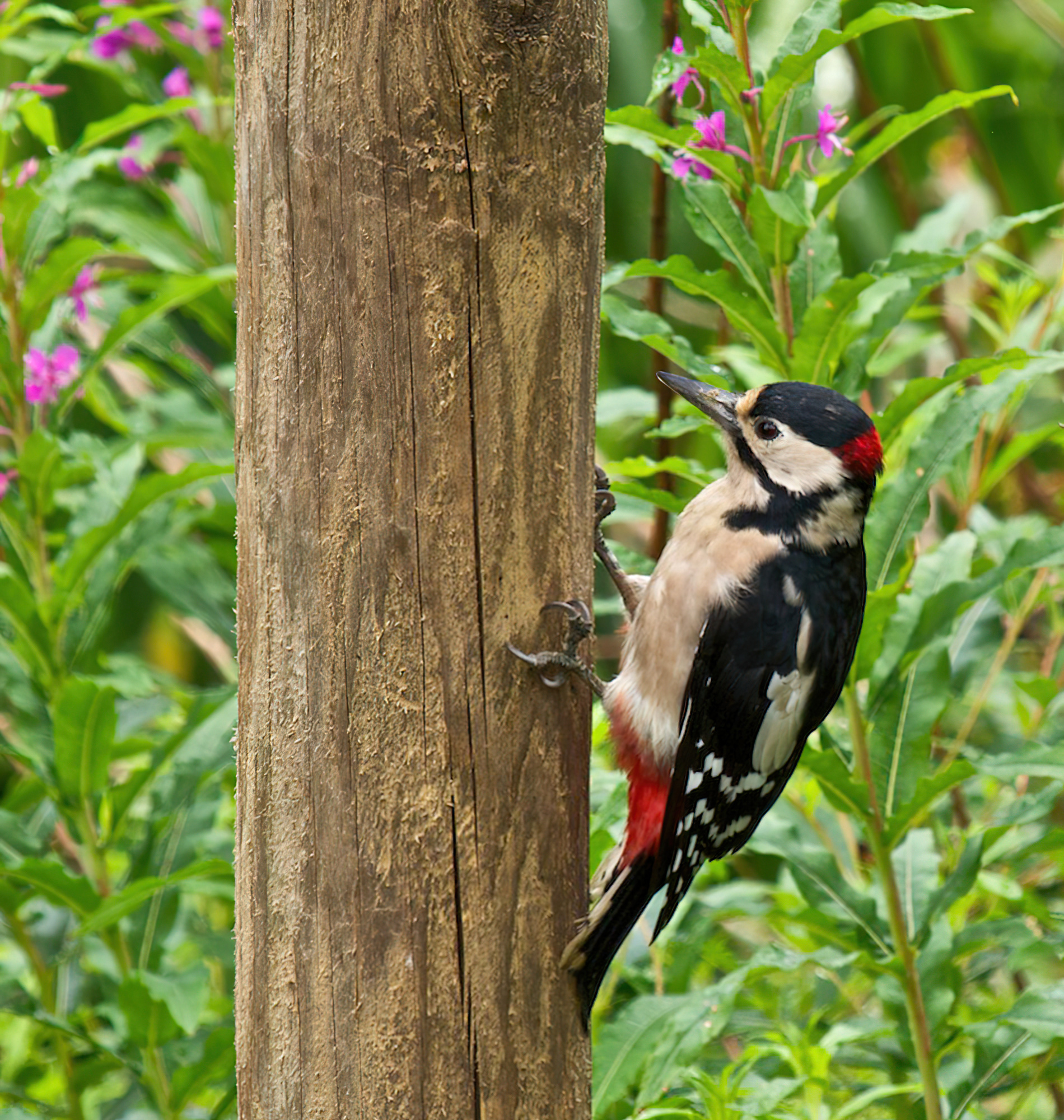 Great Spotted Male Woodpecker