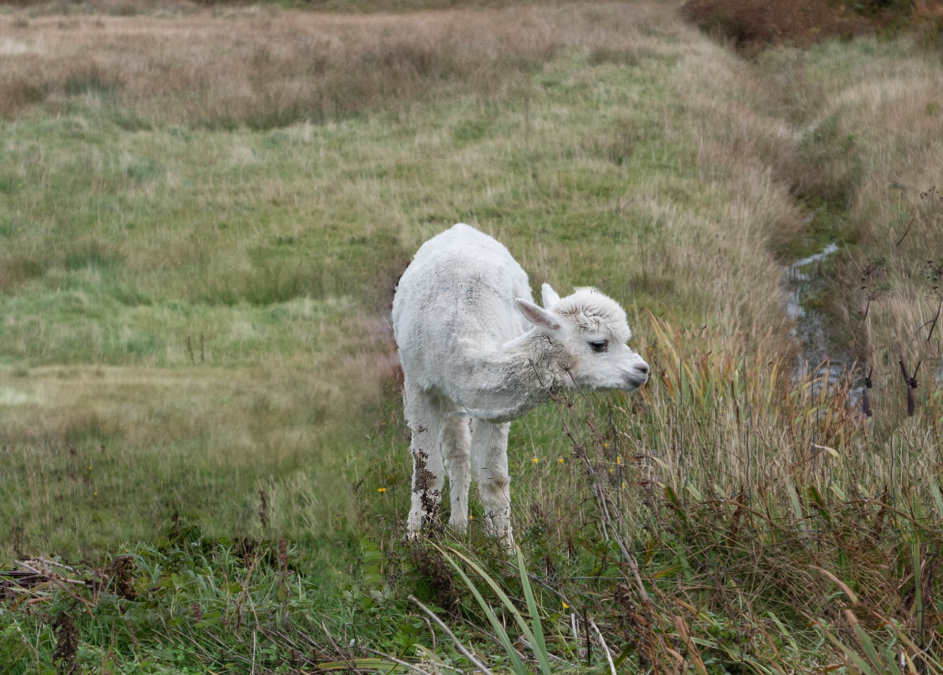 Alpaca at Pairc Mholach, Kilchattan, Colonsay