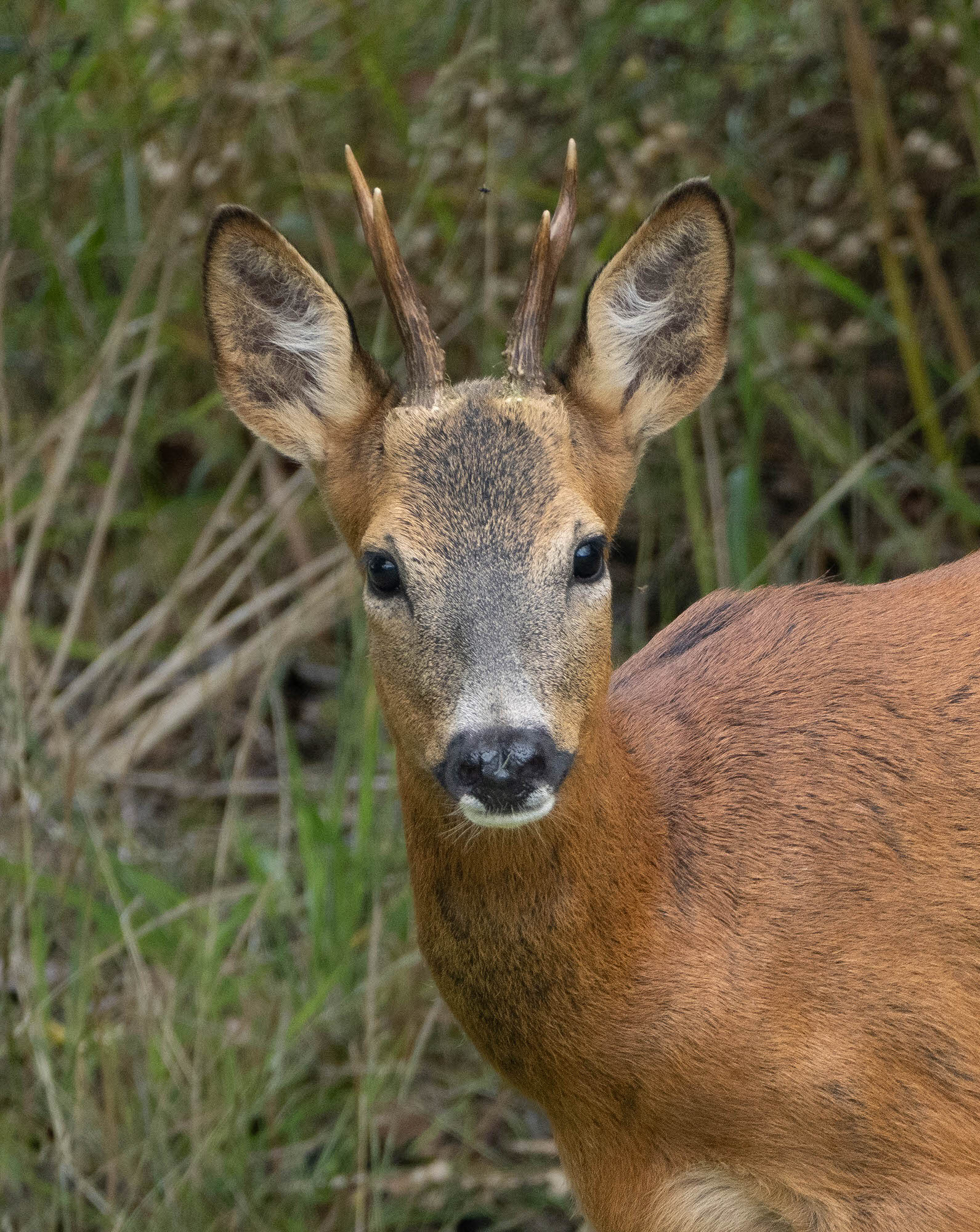 Roe Deer