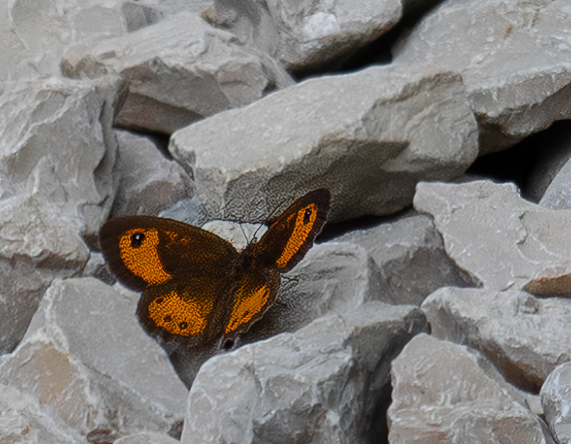 Wall Brown Butterfly